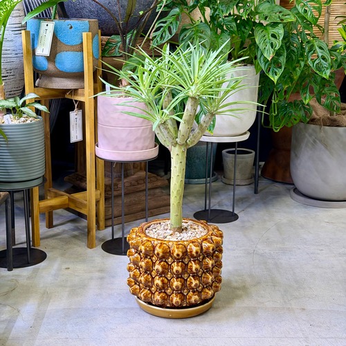 モンキーツリー