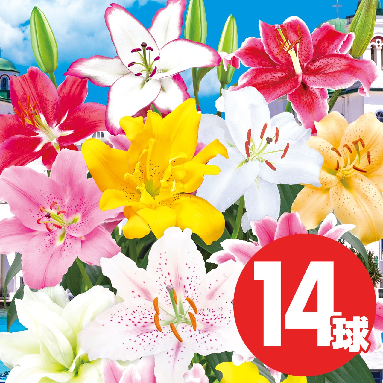 豪華で美麗なスーパーゴージャスカサブランカセット 14球 | ハッピー
