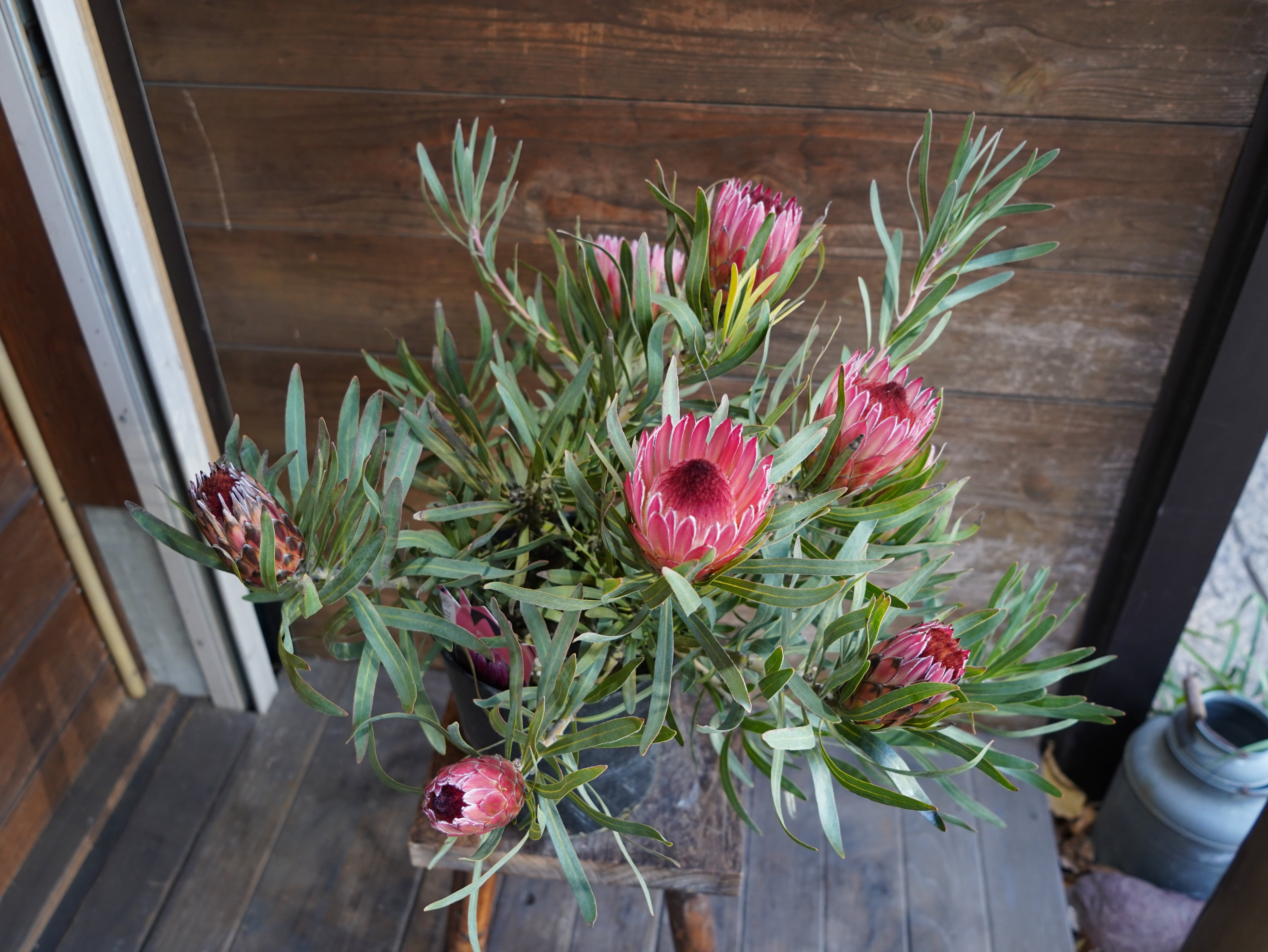 【現物】プロテア　”ピクシー”