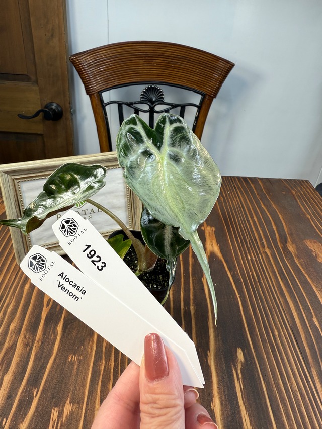 ★1923【希少種】アロカシア　ヴェノム（2.5号ロング硬質ポット）※送料無料（一部除く）