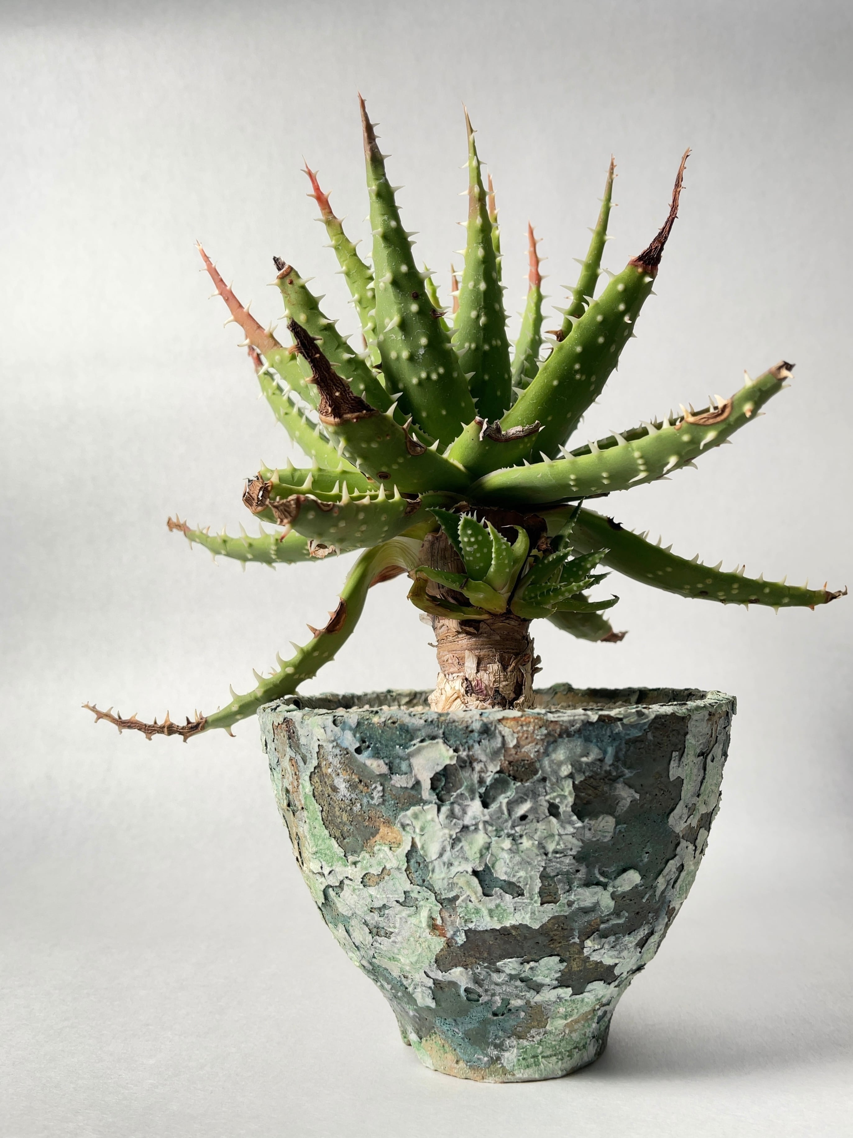 アロエ・エリナケアhyb. | trigger