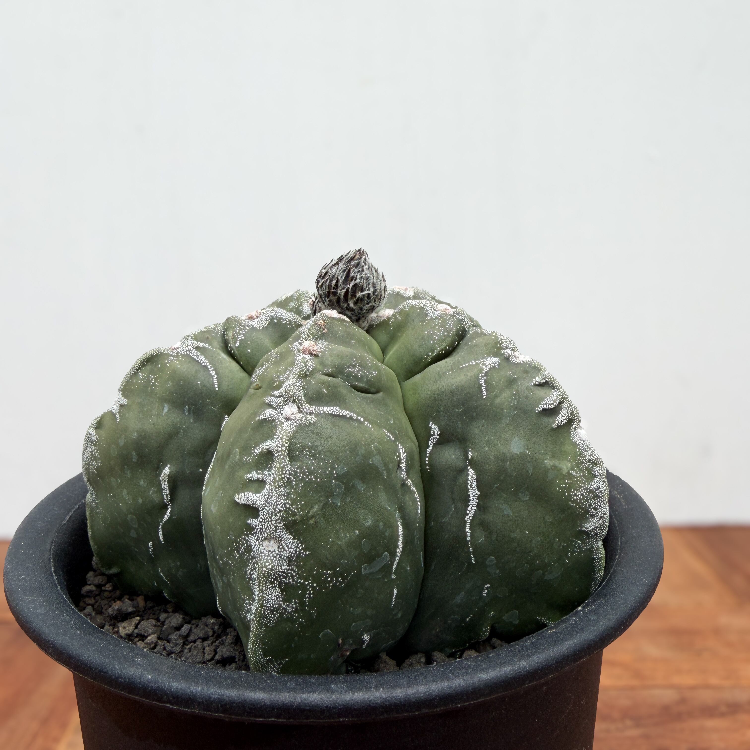 Astrophytum 雪陵亀甲ランポー | RIMO'S GREEN 【Saboten & Succulent】