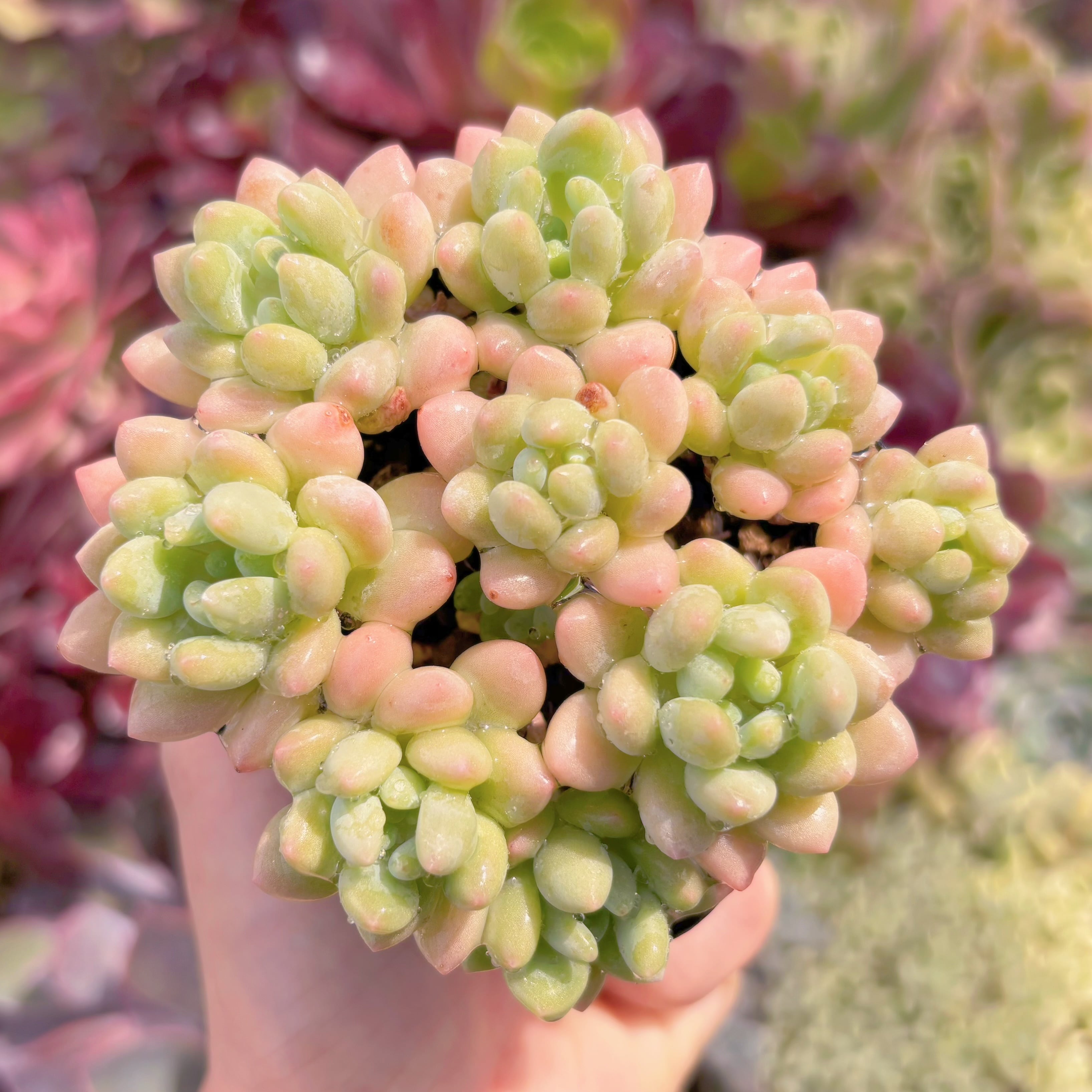 現品　Daphne x ロココ#530　群生　るる農園