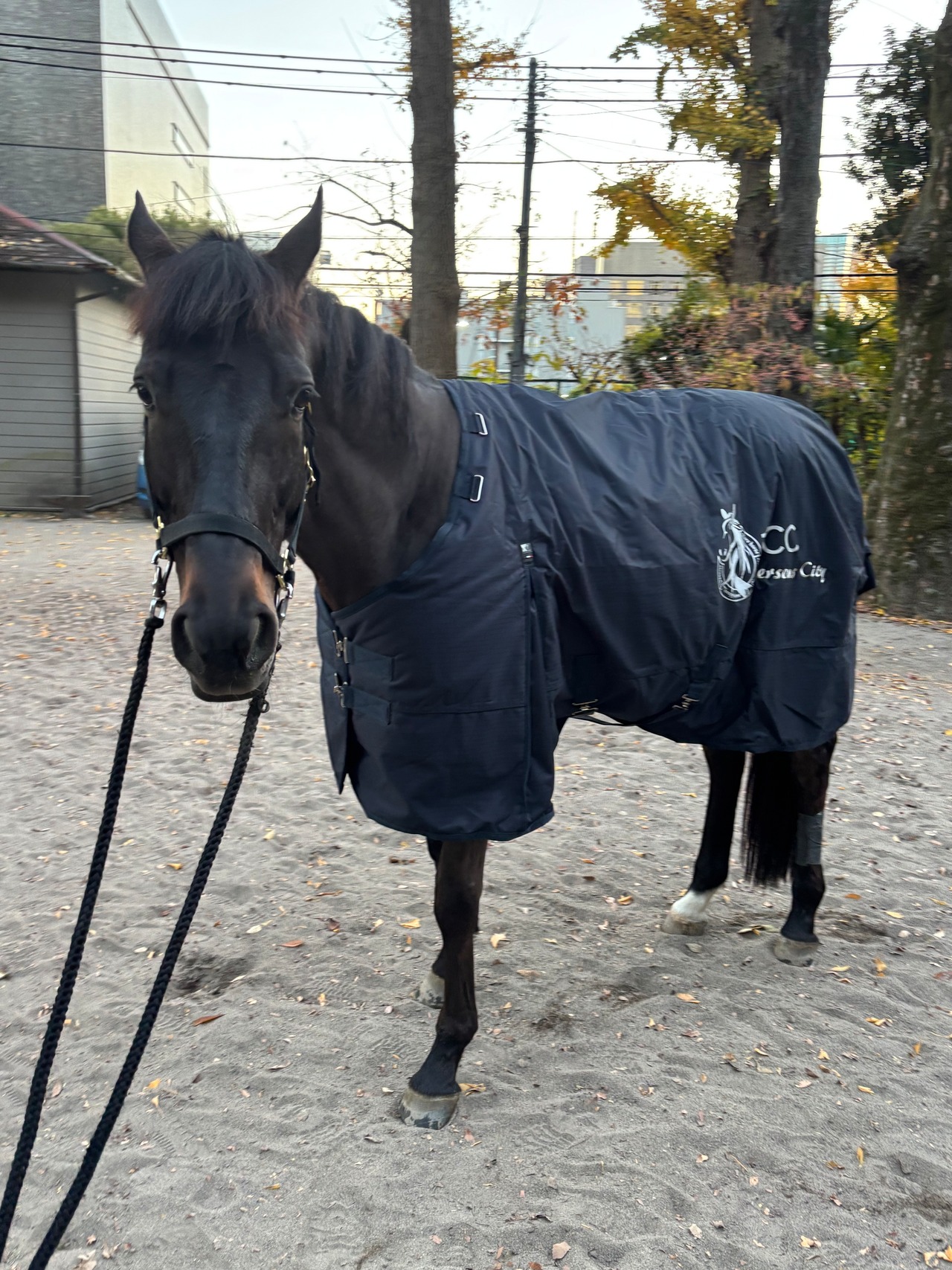 馬着プロジェクト【2025】