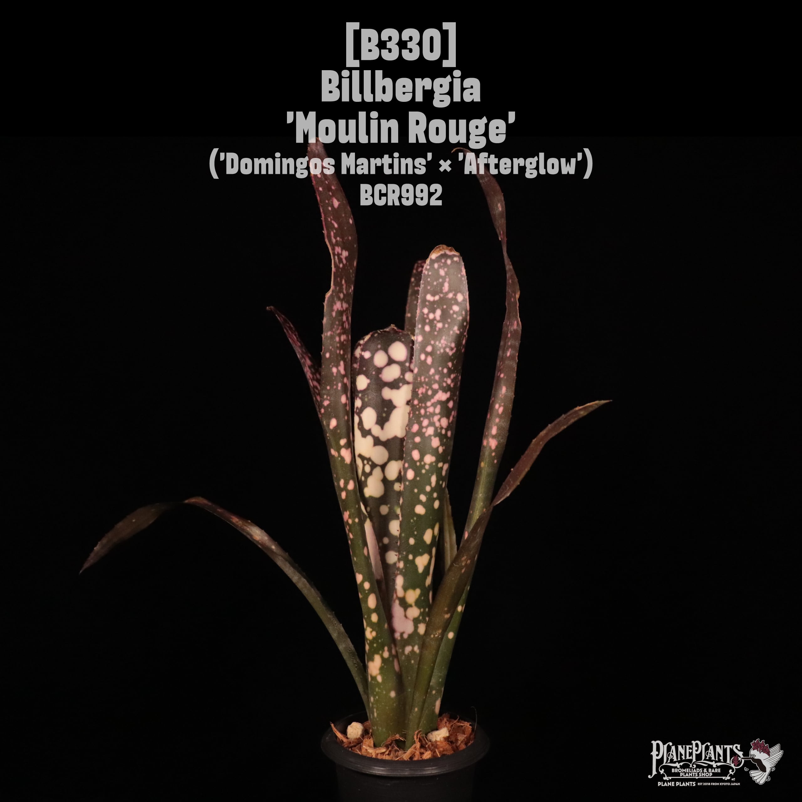 Billbergia | plane plants