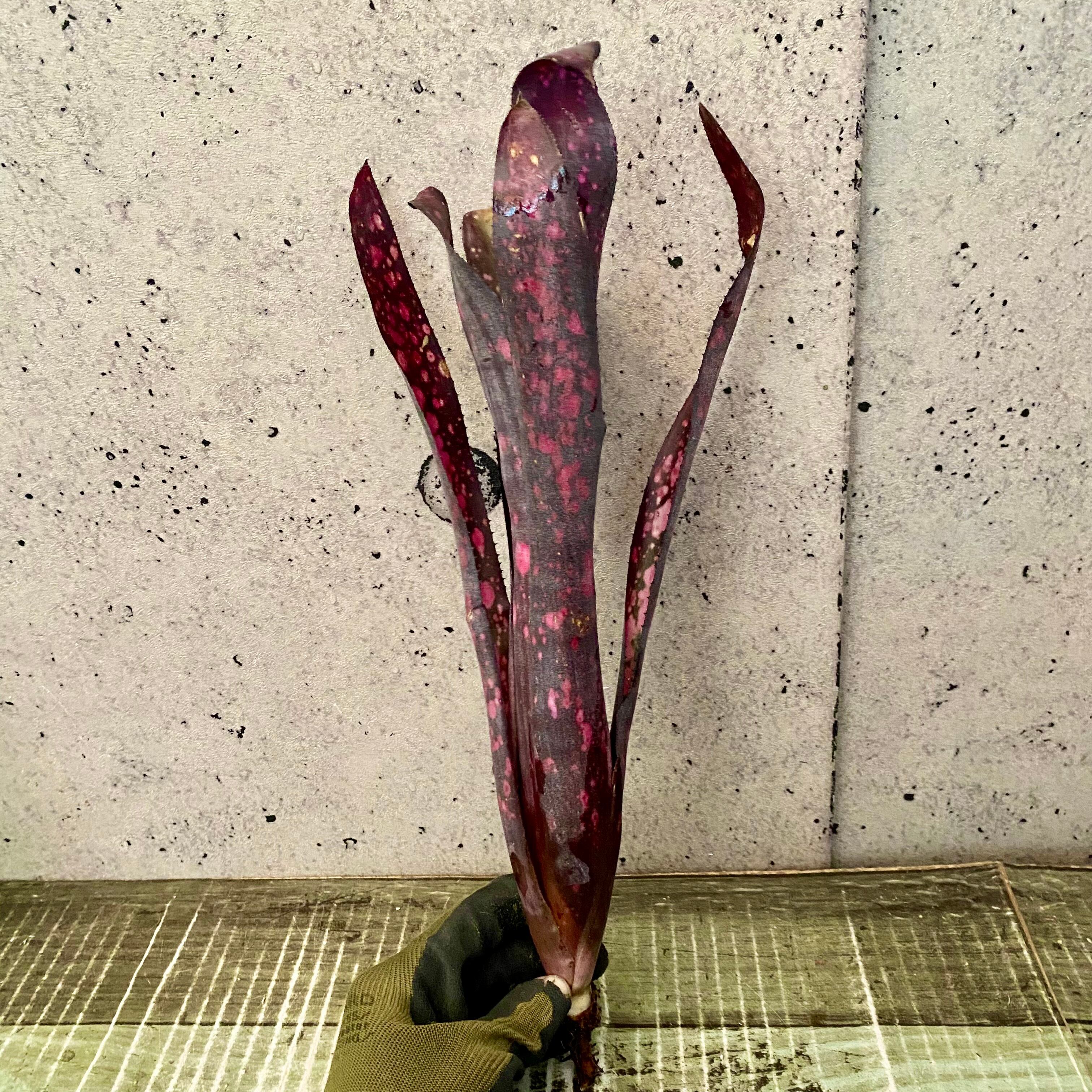 レアです！タンクブロメリア『Black Cherry』 | Planet Plants