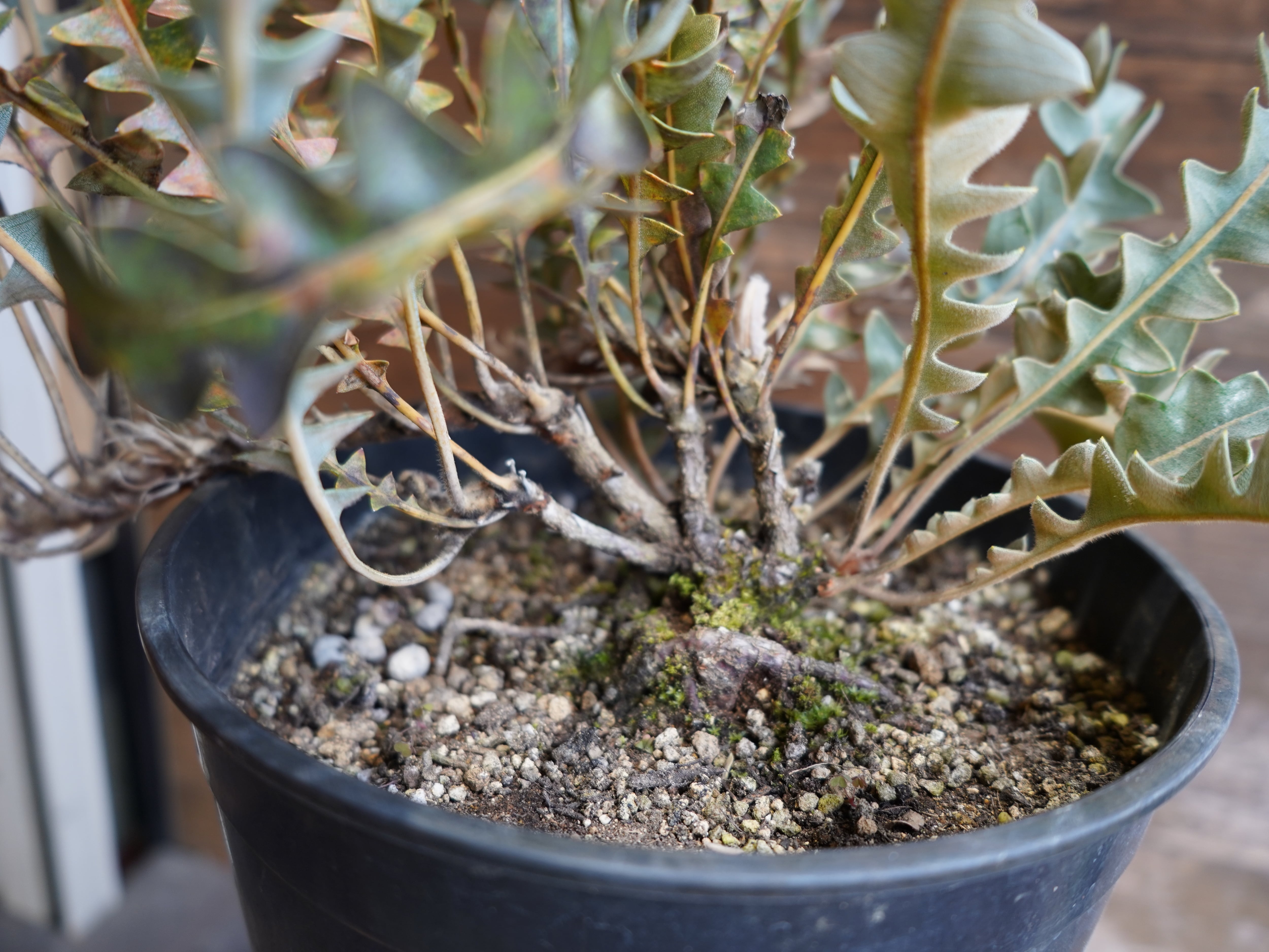 【現物】バンクシア "ガルドネリ"