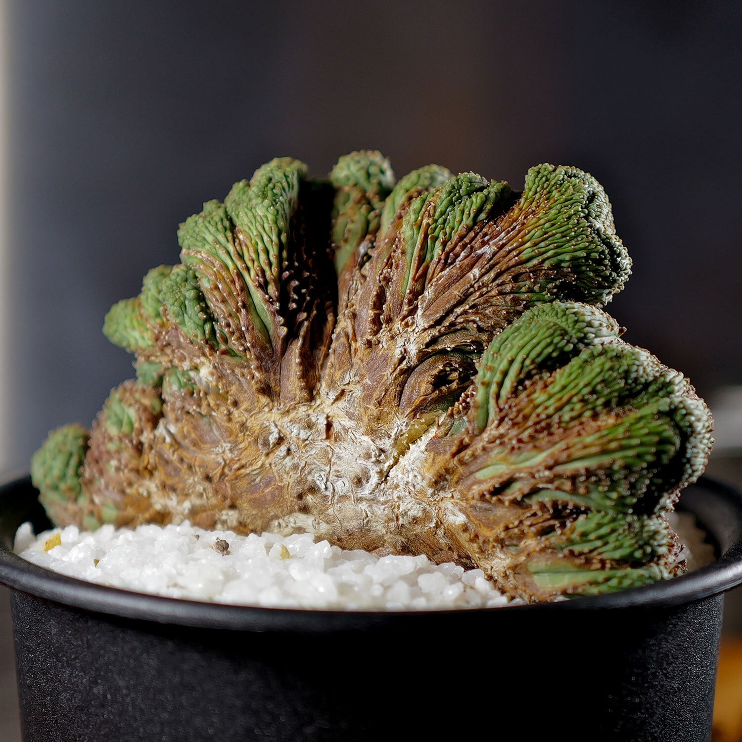 ダルマオベサ・モンストオベサ 2個セット ダルマオベサ・モンストオベサ 2個セット