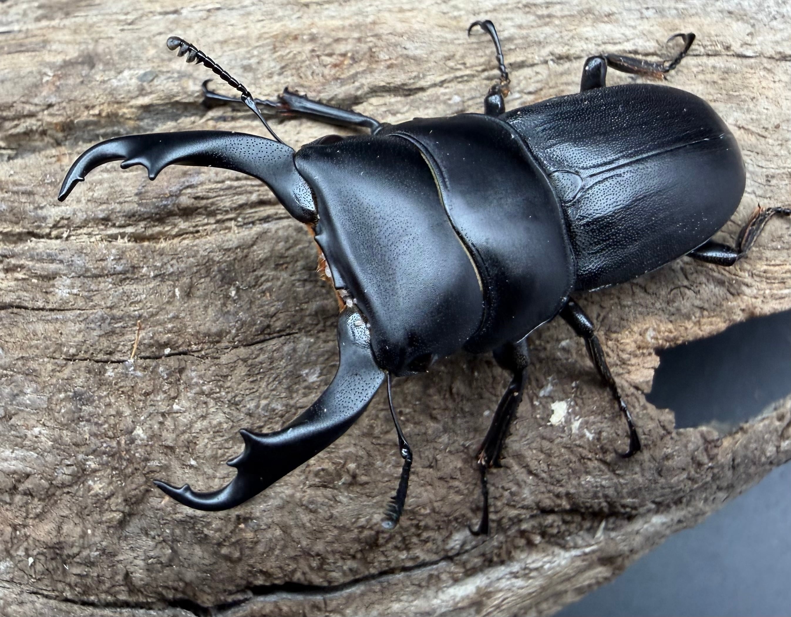 コクワガタの仲間 | KPW公式オンラインショップ