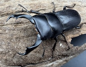 【WD】《ハンステインヒラタ原名亜種 45.5mm ペア》