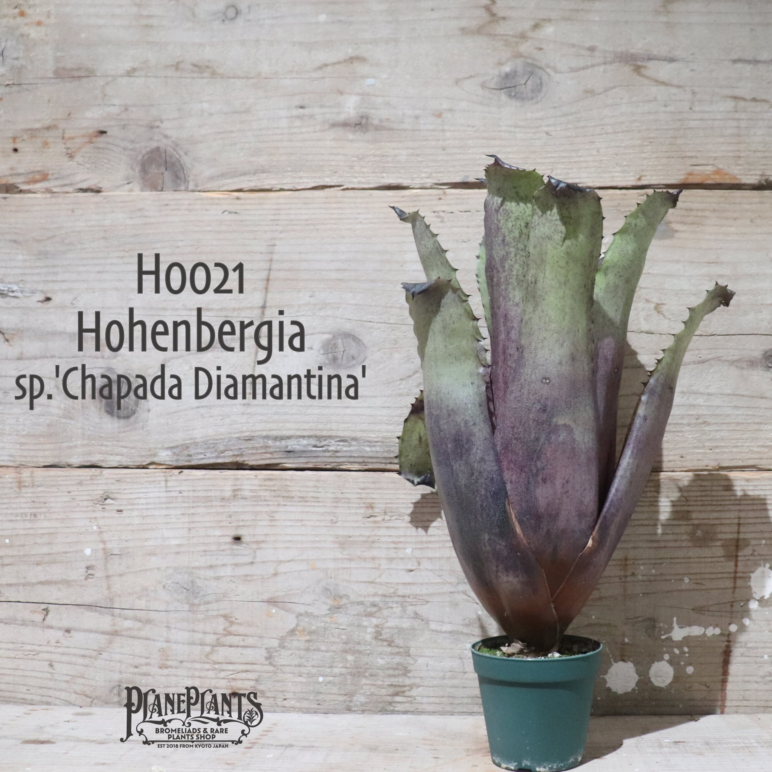 送料無料】 Hohenbergia sp.'Chapada Diamantina'〔ホヘンベルギア