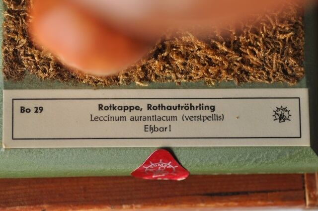 キノコ標本模型（Rotkappe,Rothautröhrling)