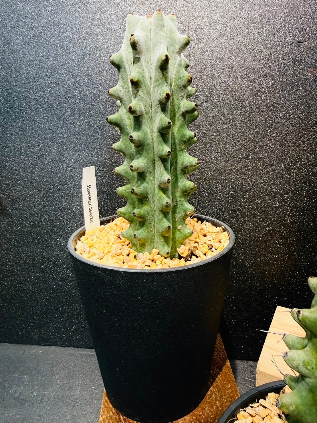 柱サボテン・ステノセレウス・ベネッケイ（Stenocereus beneckei、和名