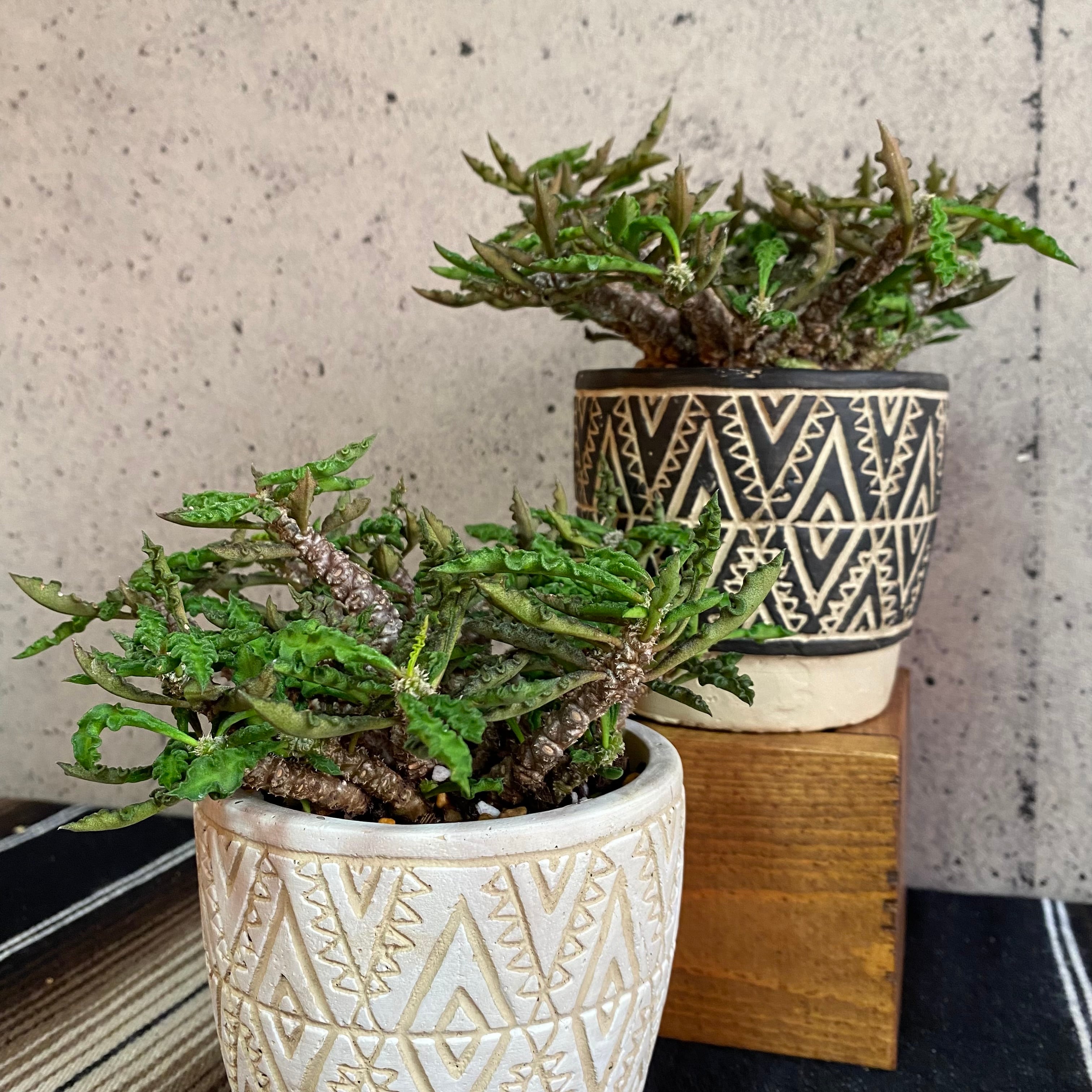 ユーフォルビア デカリー アフリカンポット 黒 Planet Plants プラネットプランツ