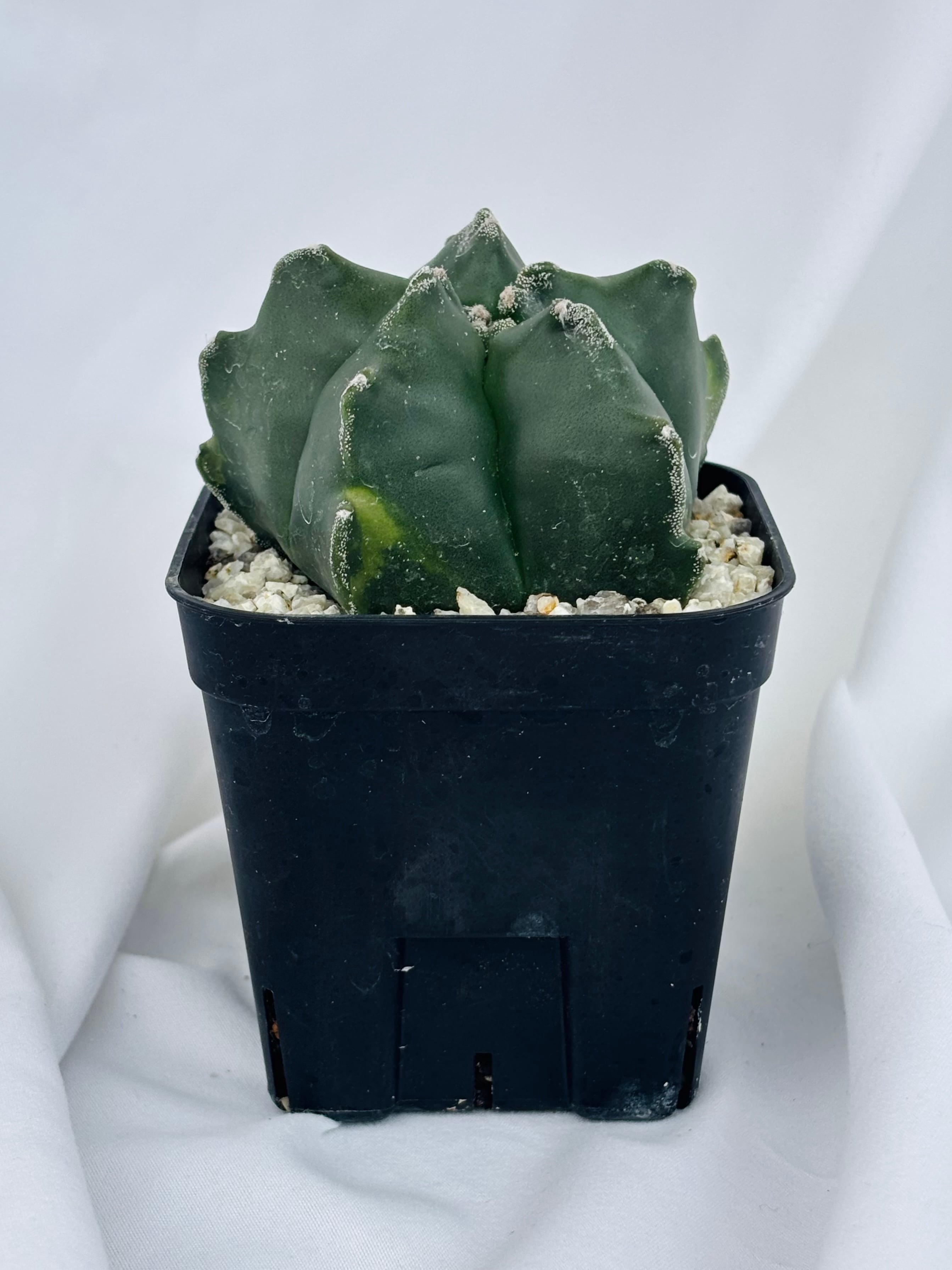 Astrophytum myriostigma アストロフィツム 雪稜ヘキラン ランポー玉