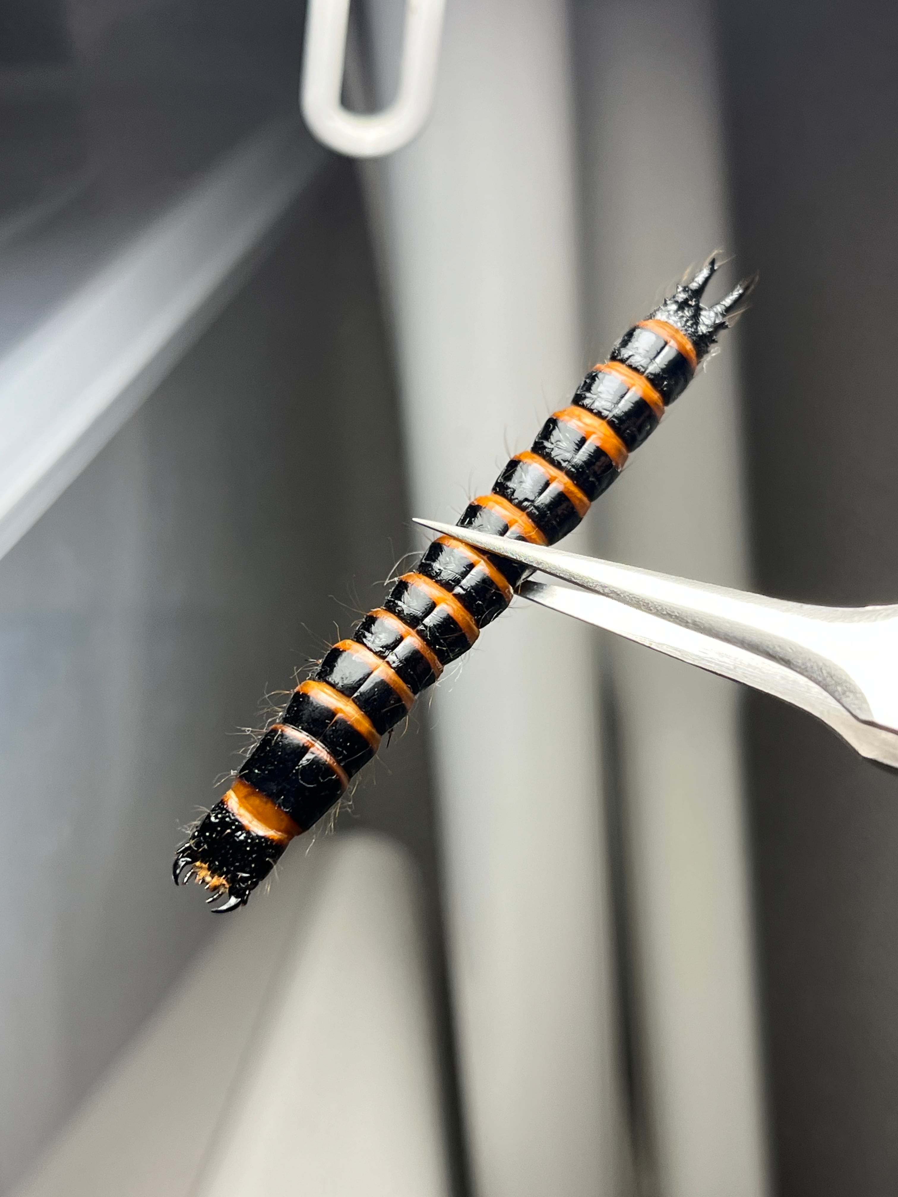 60mm程】コメツキムシの幼虫 ハチスズメバチハムシフンチュウオサムシ標本