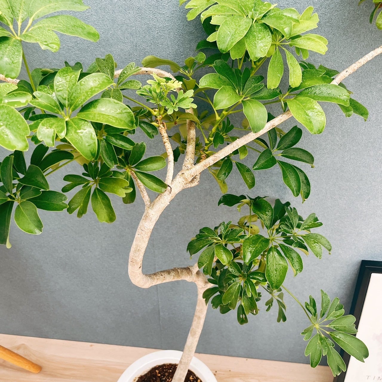 現品］A シェフレラ レナータ 曲がり 8号 観葉植物 室内 大型