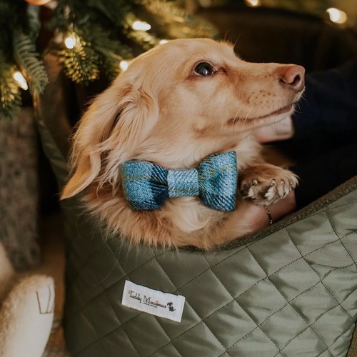 Bow Tie < Teddy Maximus >