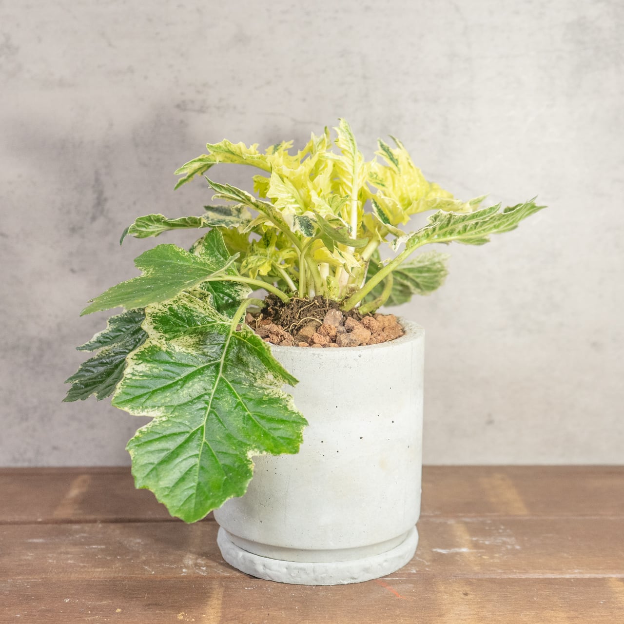 【ゴージャスな斑入り葉】アカンサスモリス・タスマニアエンジェル。無骨な手づくりモルタル鉢とセットで／虫発生抑制／全国一律送料850円