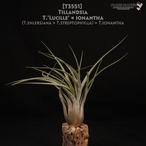 【送料無料】'Lucille' x ionantha〔エアプランツ〕現品発送T3551