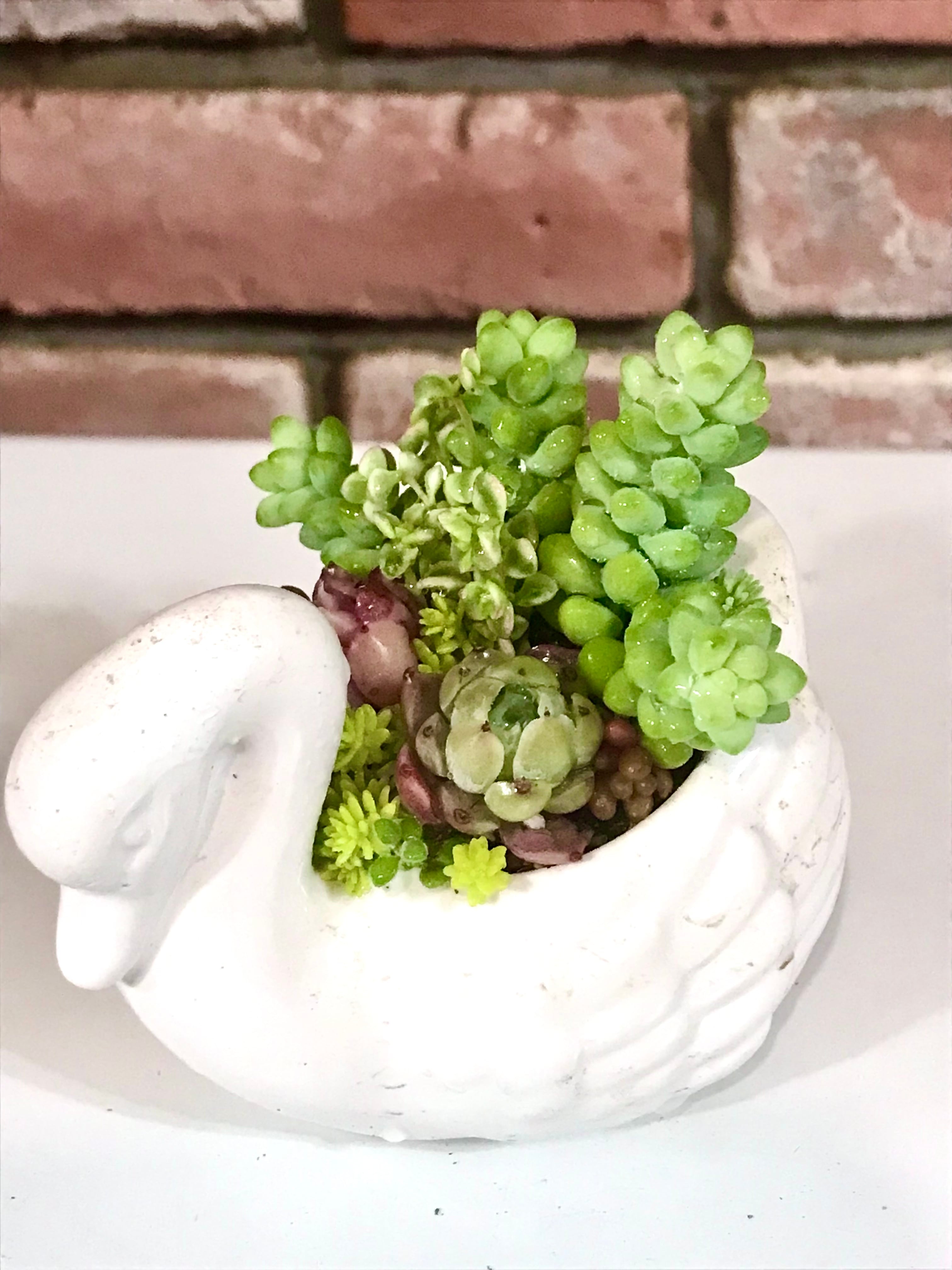 ★多肉植物　寄せ植え〜コロンとブリキ寄せ〜そのまま飾れます(*^▽^*) 多肉植物 寄せ植え そのまま飾れる( 'ч' ☆)ブリキ鍋韓国苗入り