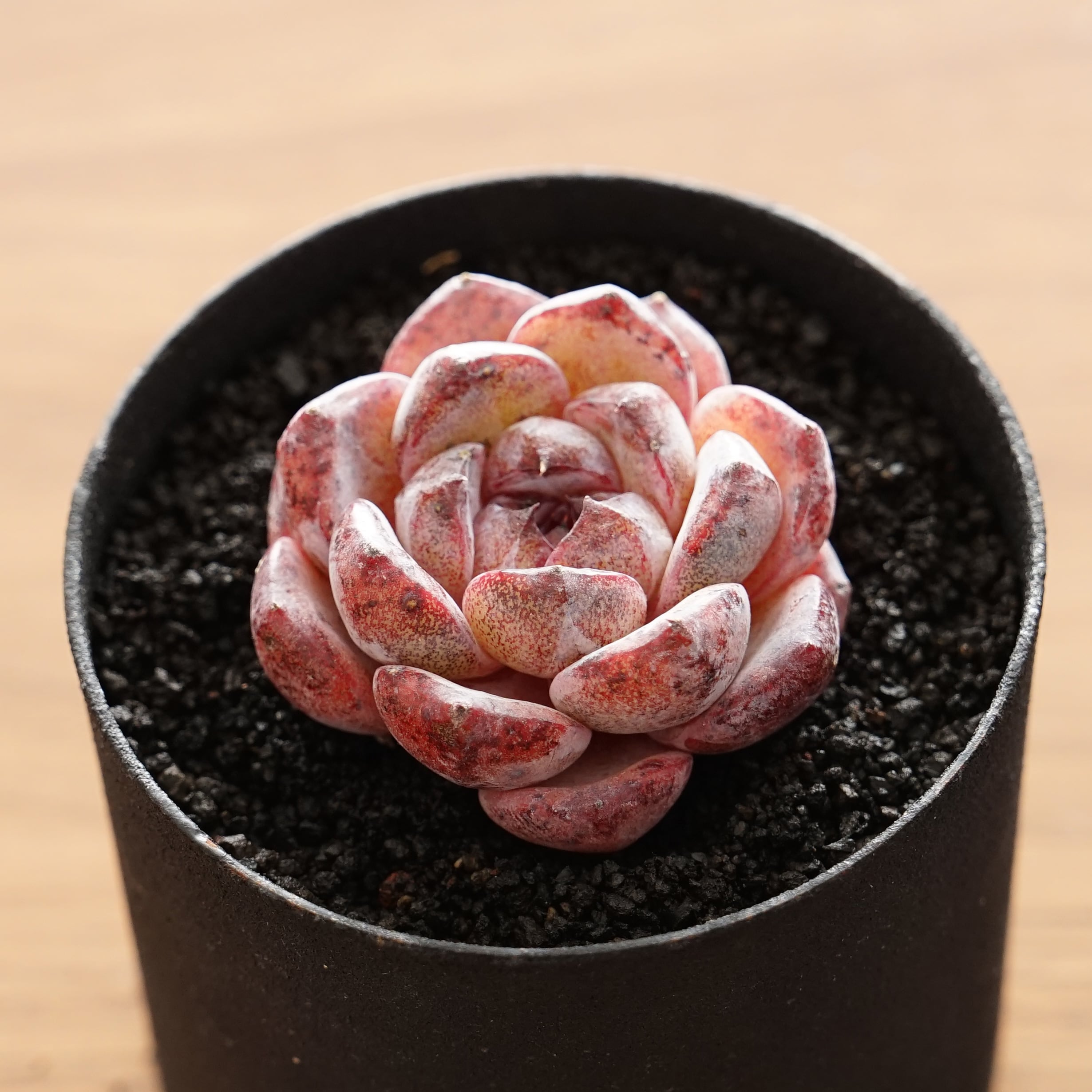 エケベリア(っぽいコ) | PUKUBOOK SUCCULENTS エケベリア(っぽいコ) | PUKUBOOK SUCCULENTS