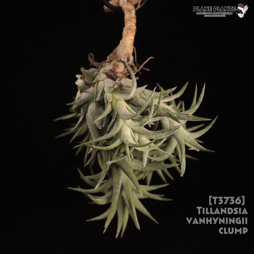 【送料無料】vanhyningii Clump〔エアプランツ〕現品発送T3736