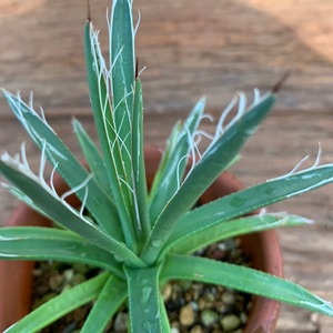 多肉植物　アガベ 滝の白糸（Agave schidigera）B