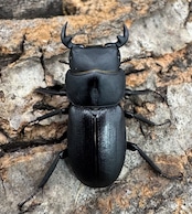 【WD】《ドルクス zhouchaoi(メンシウス ssp.) 28mm ペア》