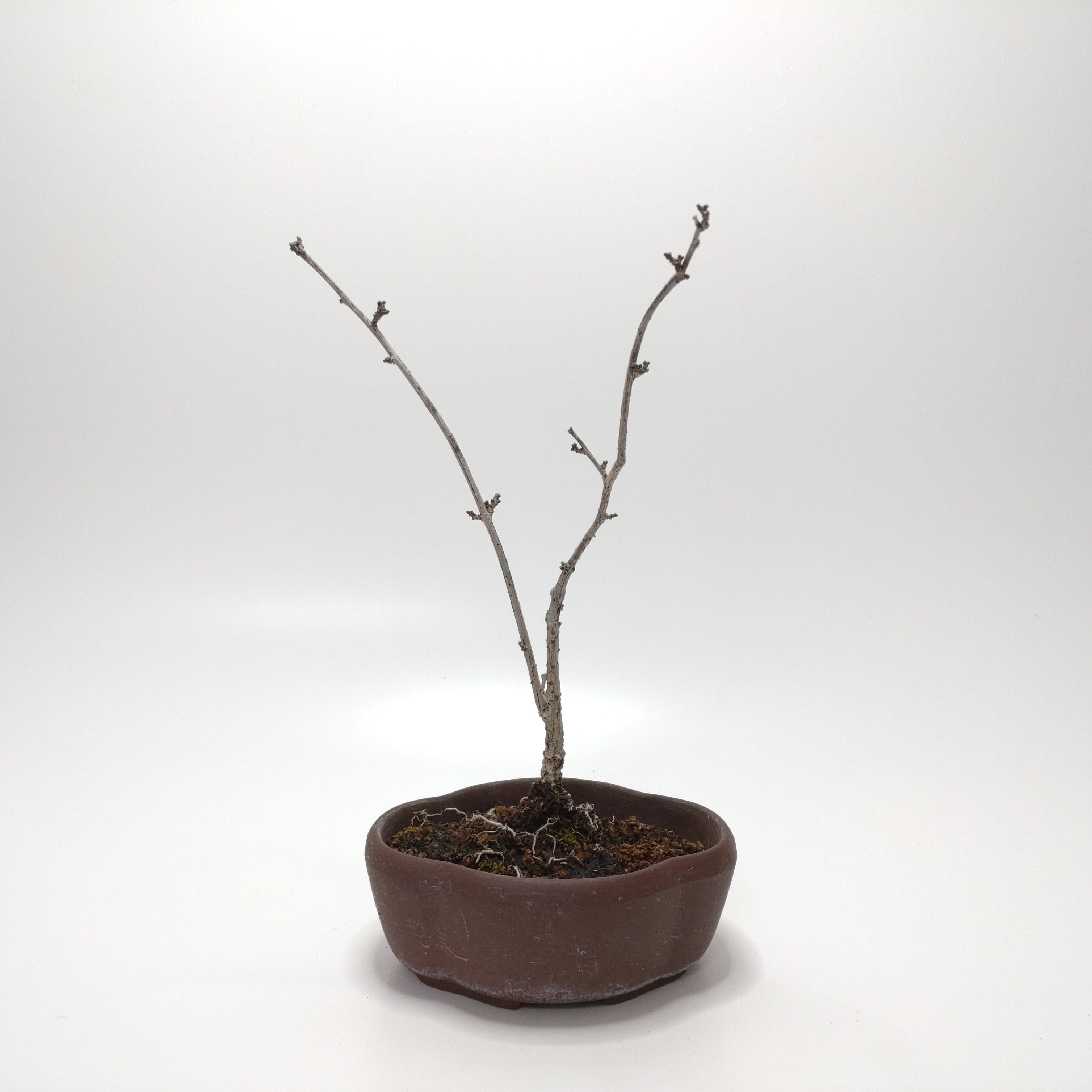 盆栽創【Bonsaisou】