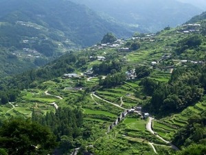 【豊かな山からの恵み/高知県大豊町産】大人気の鹿角大サイズ(約20cm)