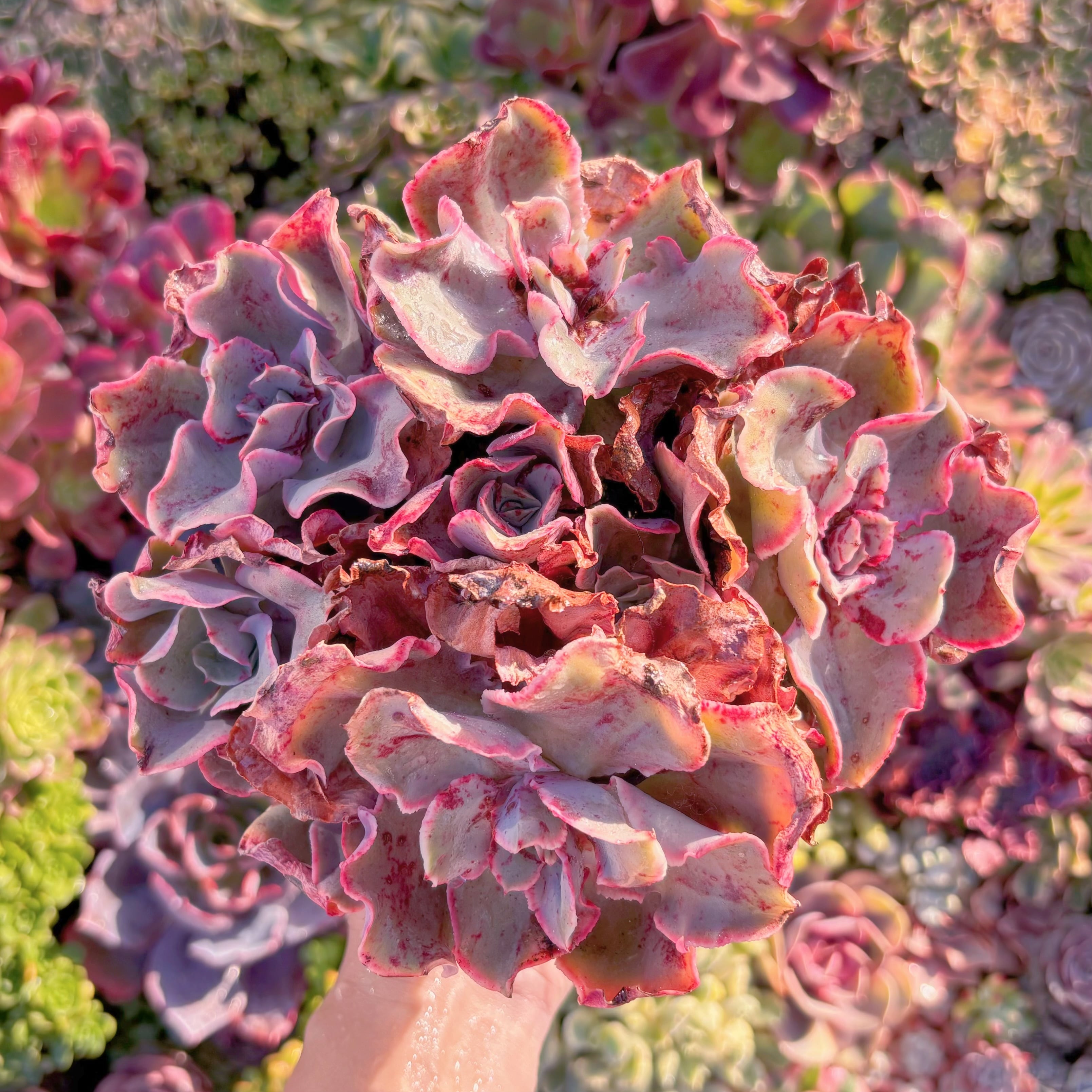 現品　新品種　フィンク#M135　特大群生　新入荷　るる農園