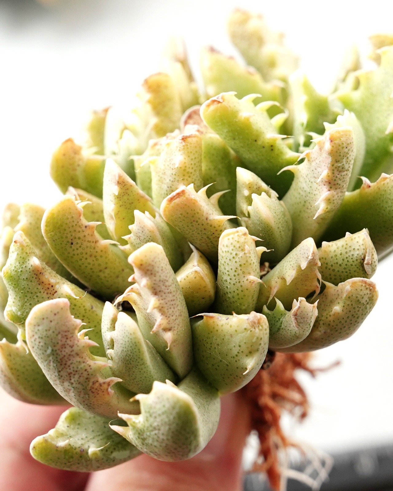一部発根済カット苗 フォーカリア 四海波錦 L Faucaria tigrina