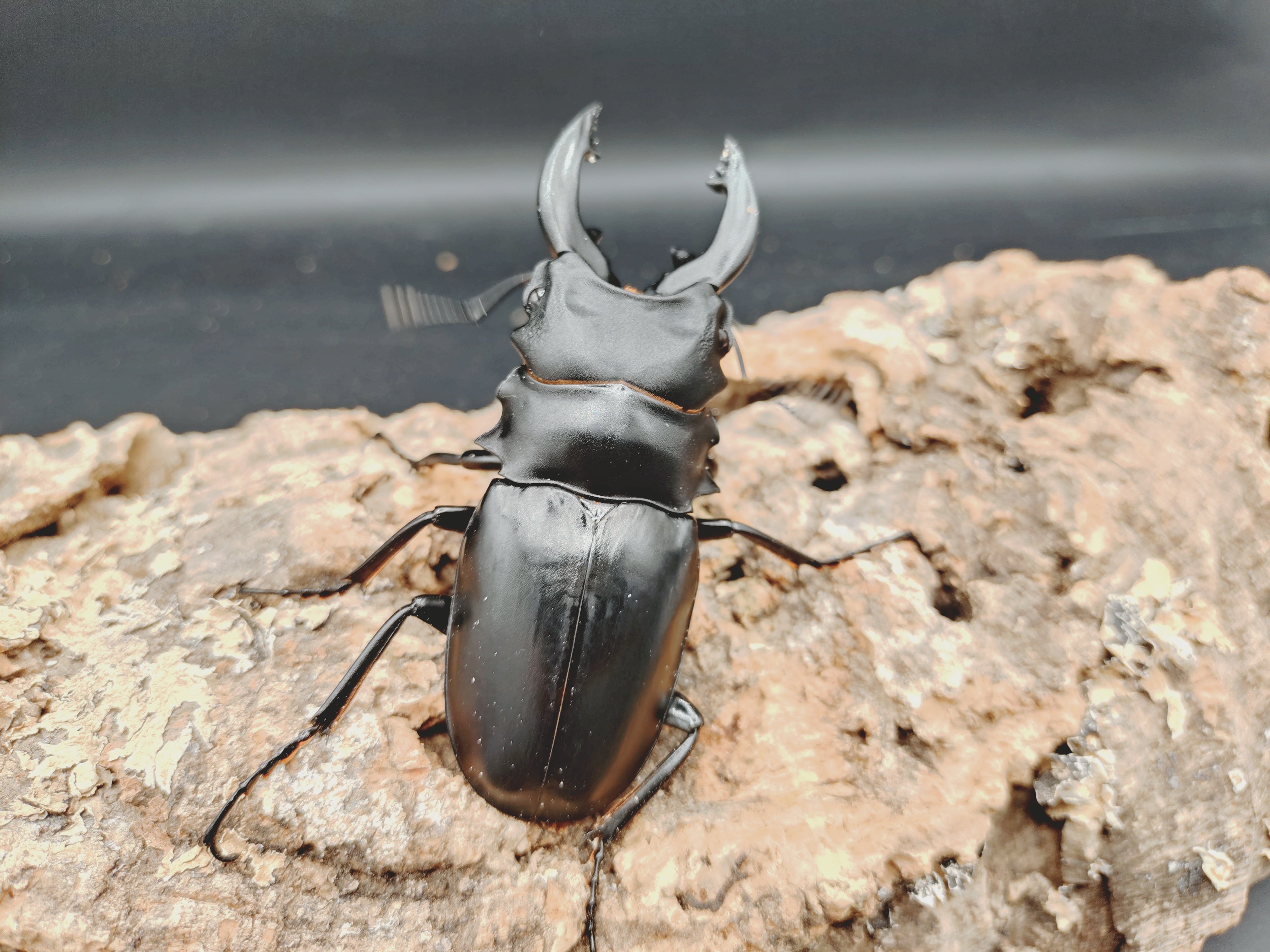 クワガタムシ | クワガタムシ・カブトムシ専門ショップ CIEL