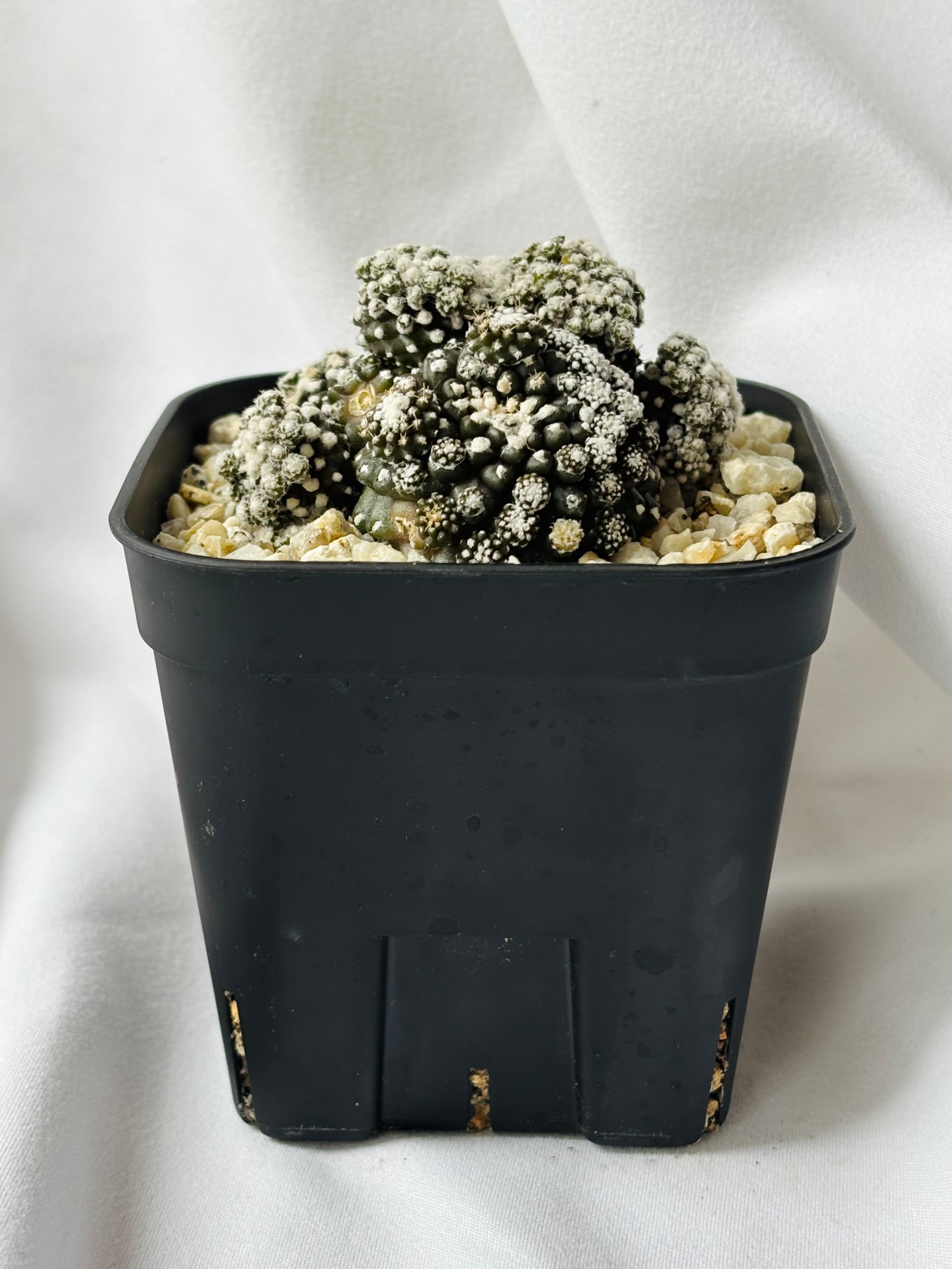 Copiapoa Tenuissima コピアポア テヌイシマ 魚鱗玉 サボテン | plants