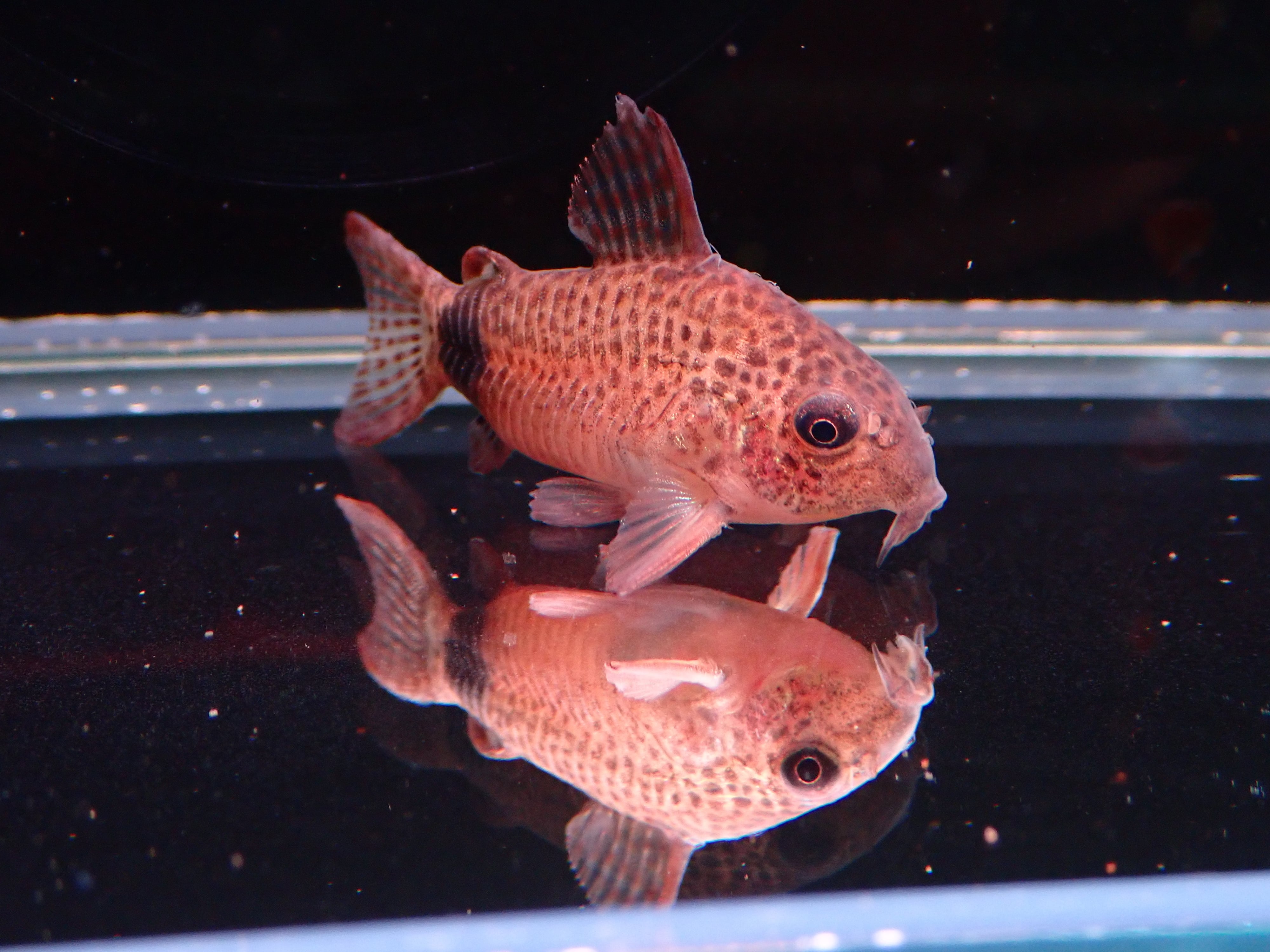 コリドラス カウディマキュラータス