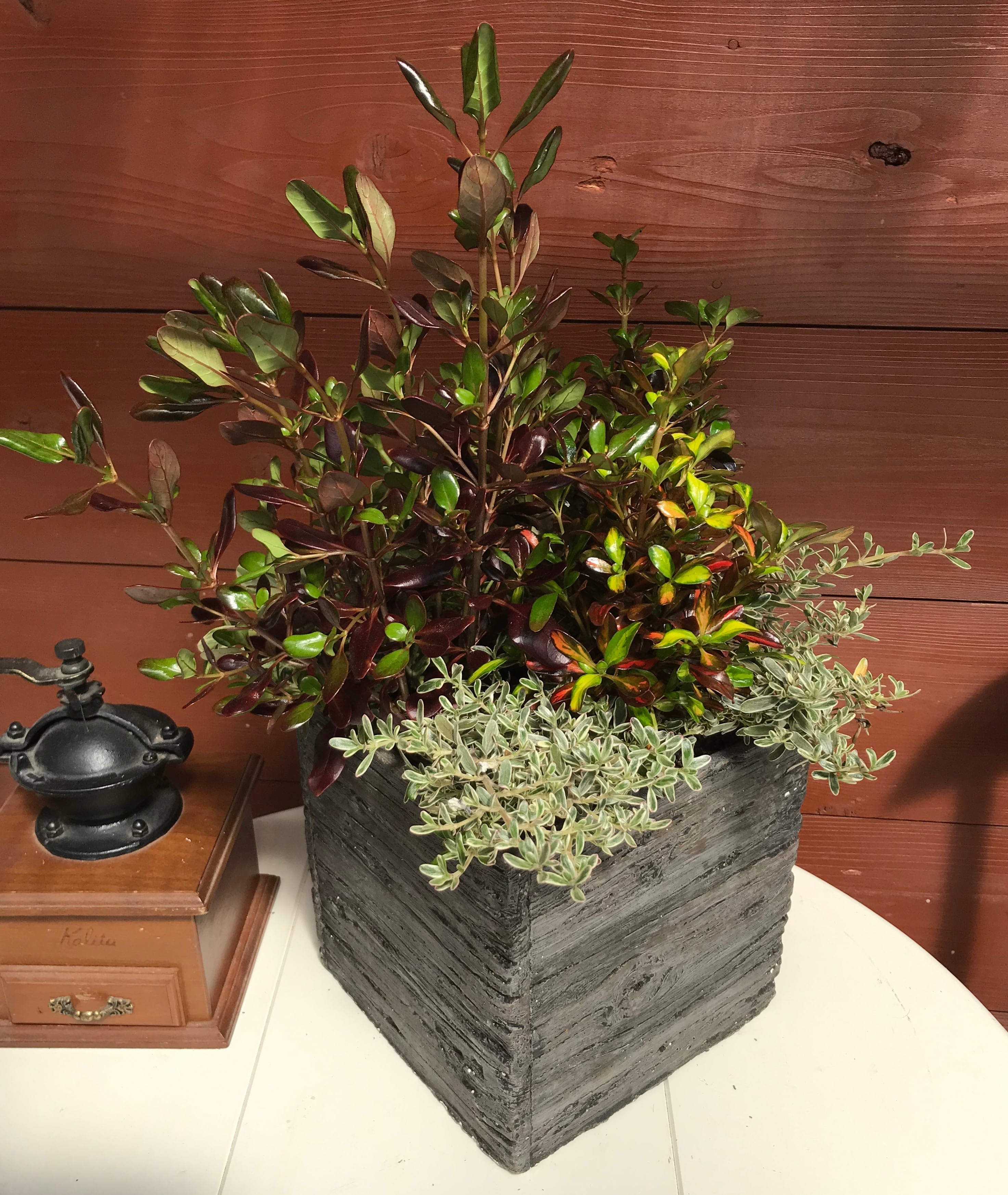 寄せ植え コプロスマ | Merak - メラク 寄せ植え ガーデニング