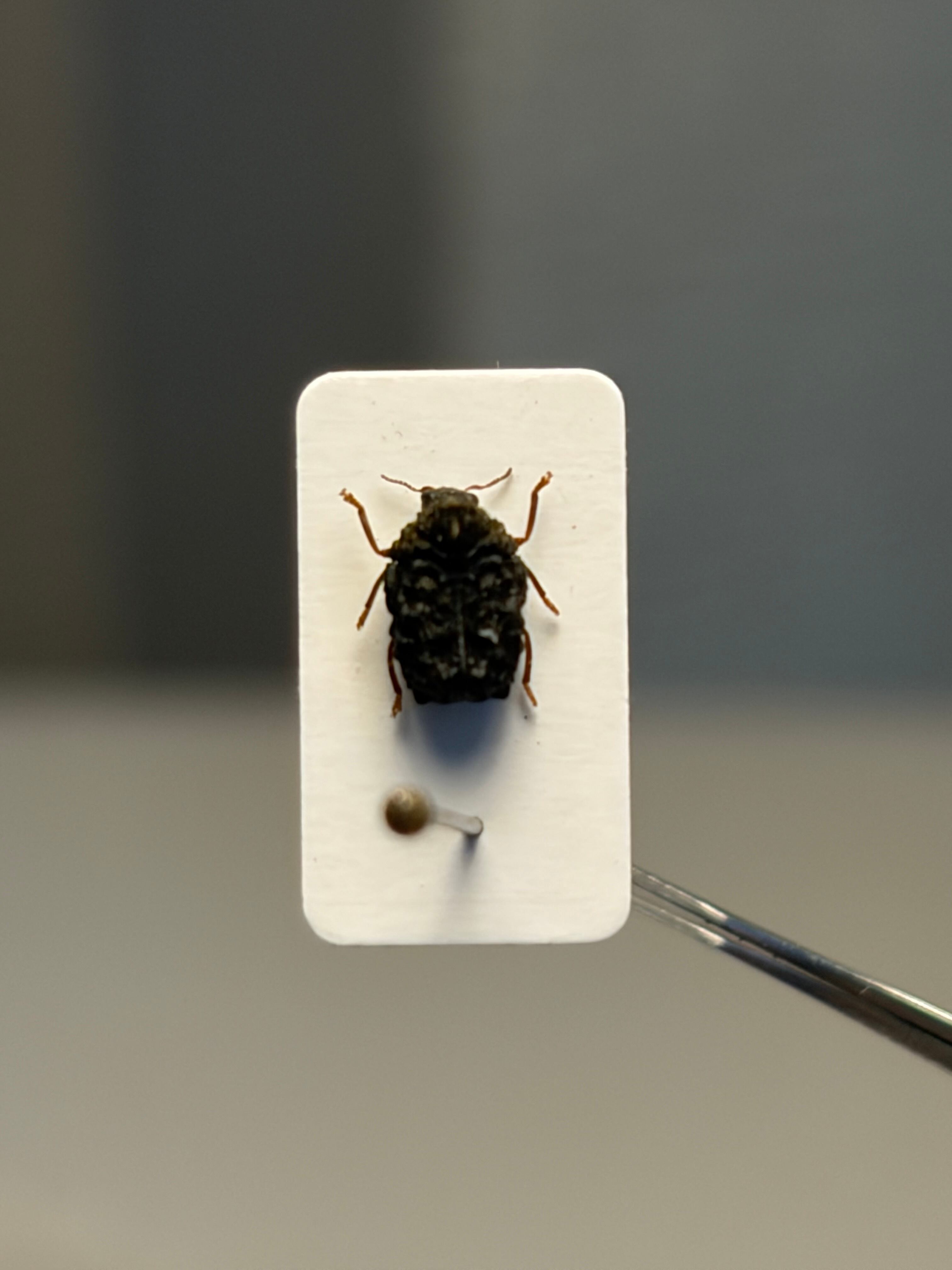 4mm】ツツジコブハムシに酷似 ムシクソハムシ 標本 | オモニキチュウ