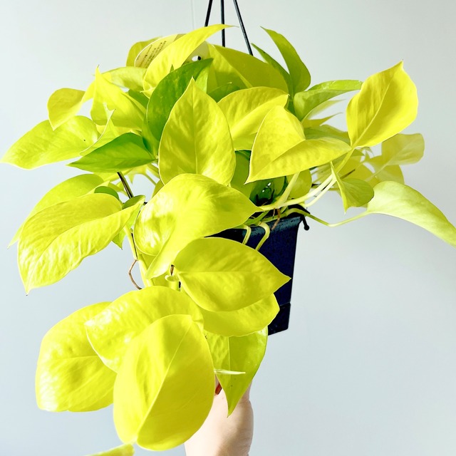 希少｜ポトス・ハッピーデー 5号鉢 セントラルフラワー オリジナル品種 上質株