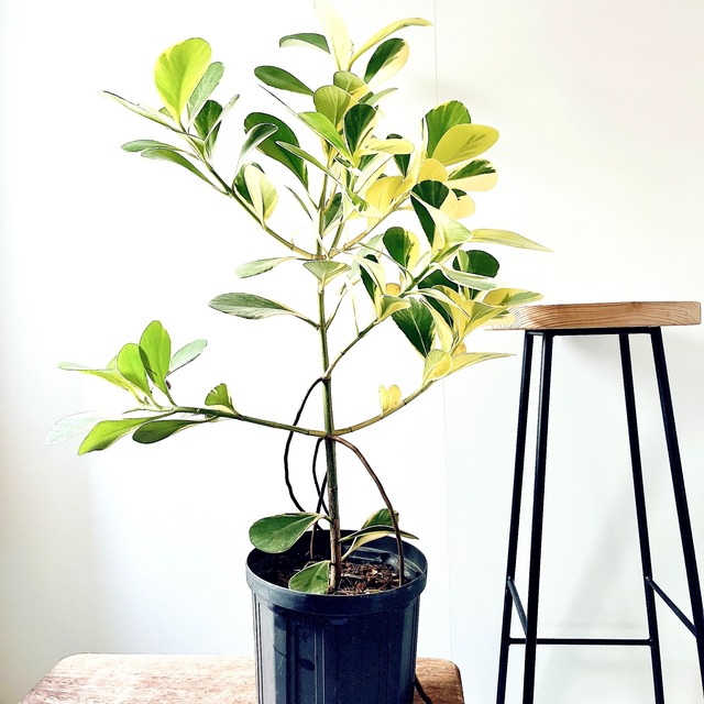 初めての方にもおすすめ クルシアロゼアプリンセス 観葉植物 calm cafe