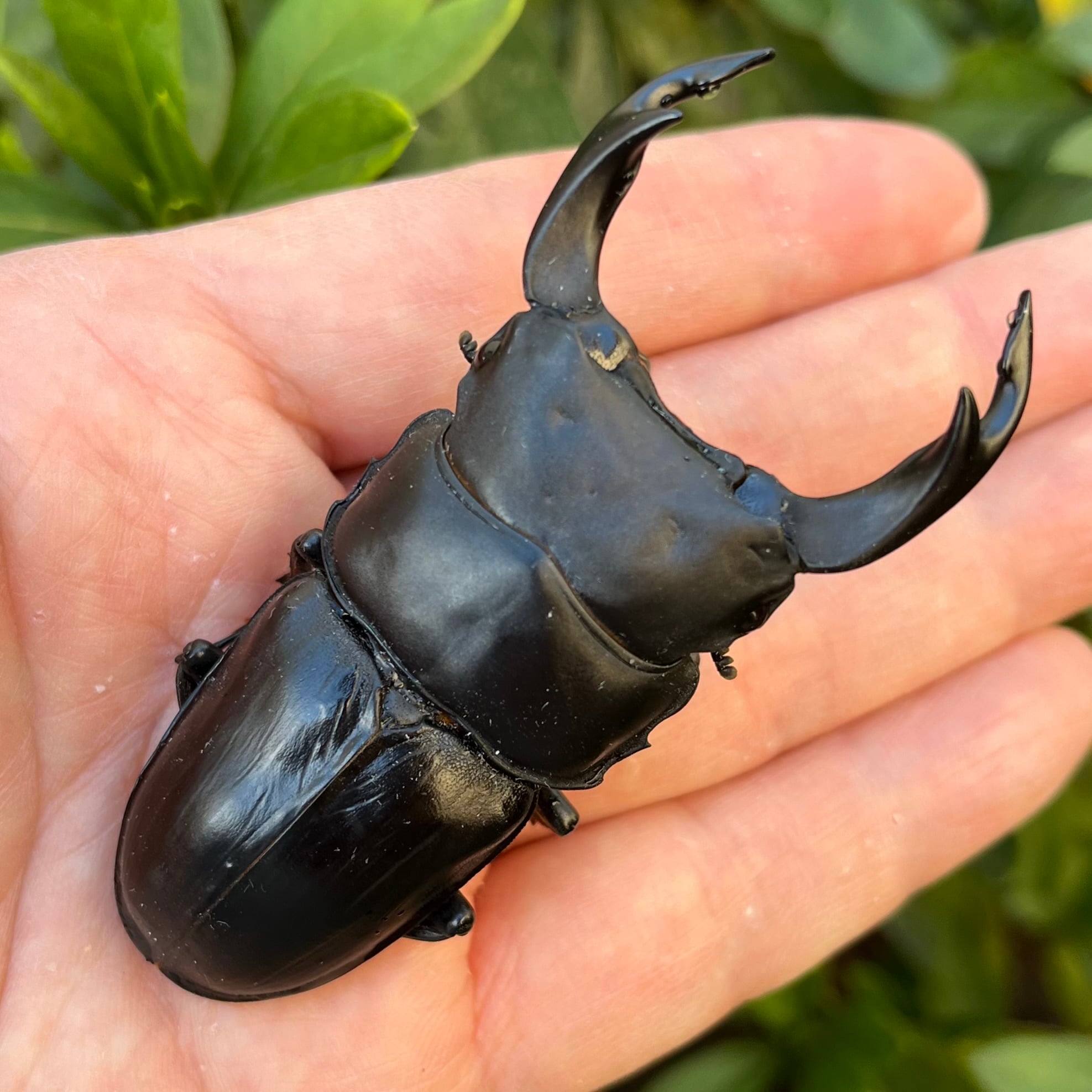 Dorcus NAVI ショップ