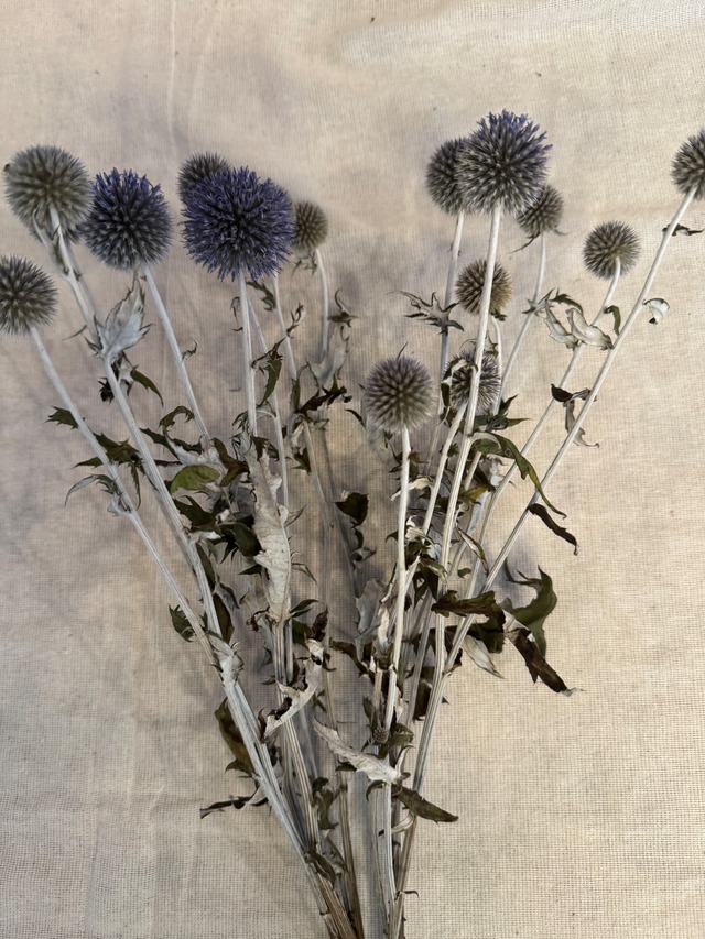 ルリ玉アザミ　ドライ