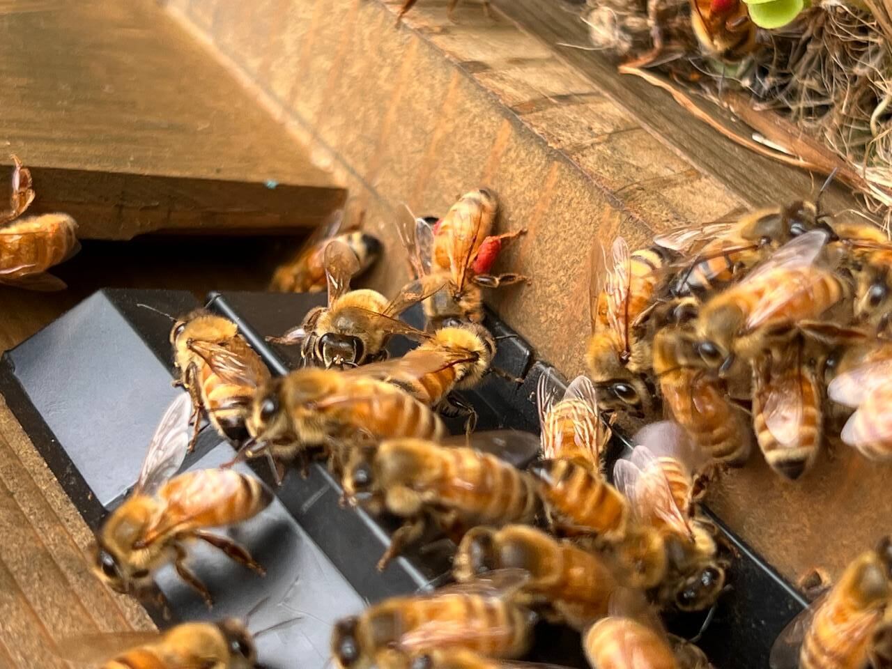 東海はちみつ厳選ギフト】 飛騨高山の恵み 贈答品向け | 国産蜂蜜専門