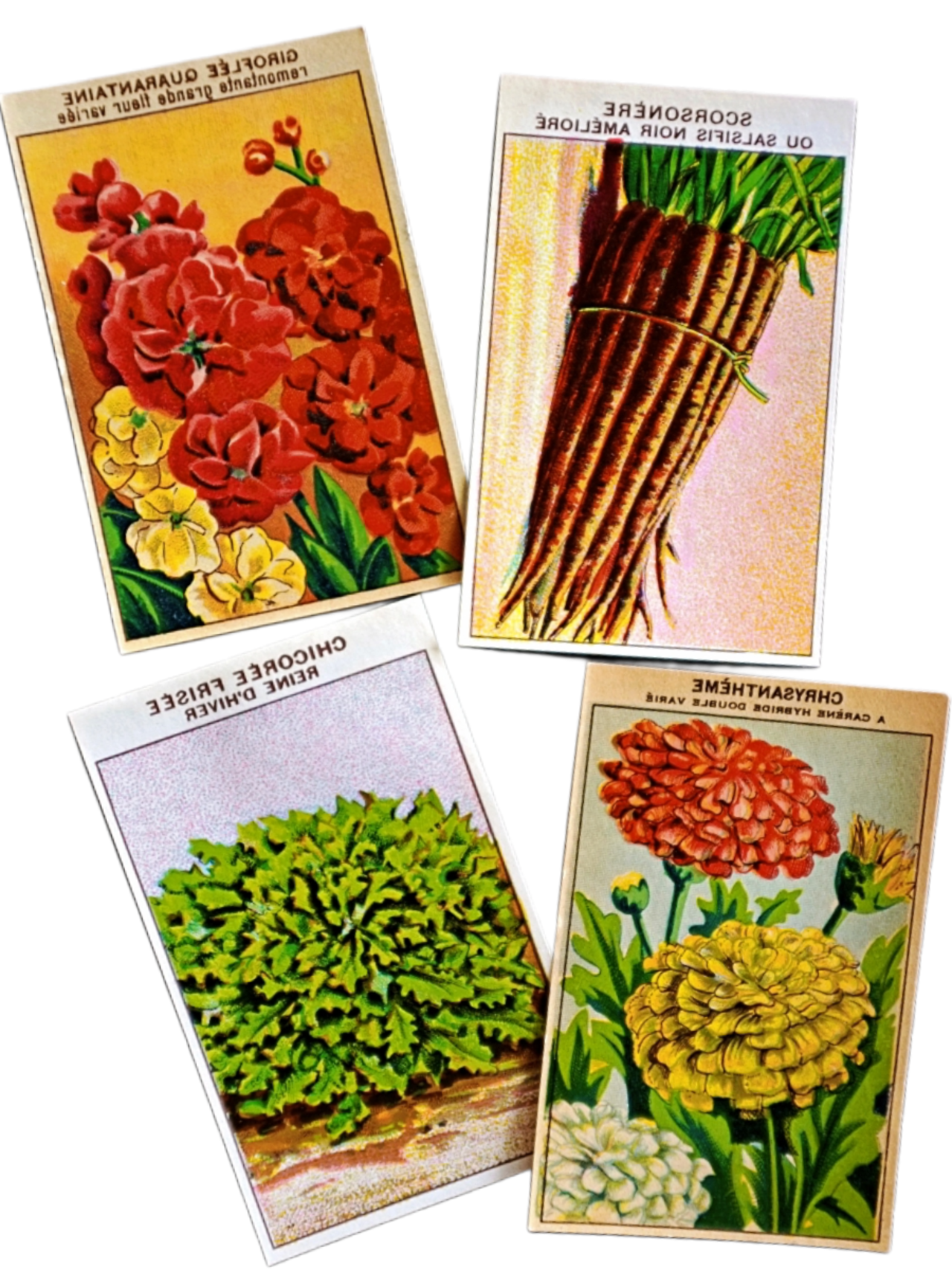 20s フランス 4set 膨満な花々と野菜たち 種子袋用ラベルm アンティーク