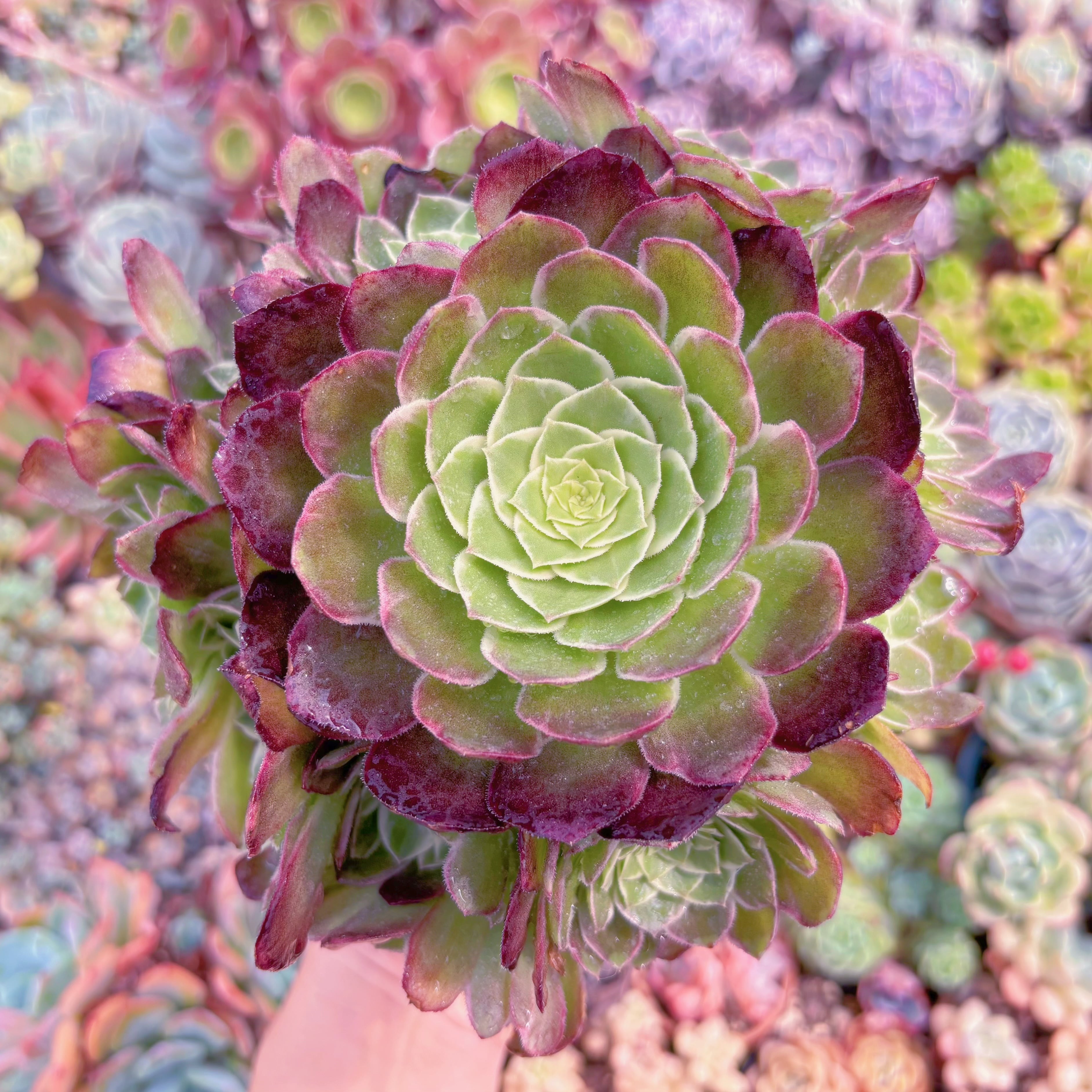 現品　Kaleidoscope#E07　特大群生　るる農園