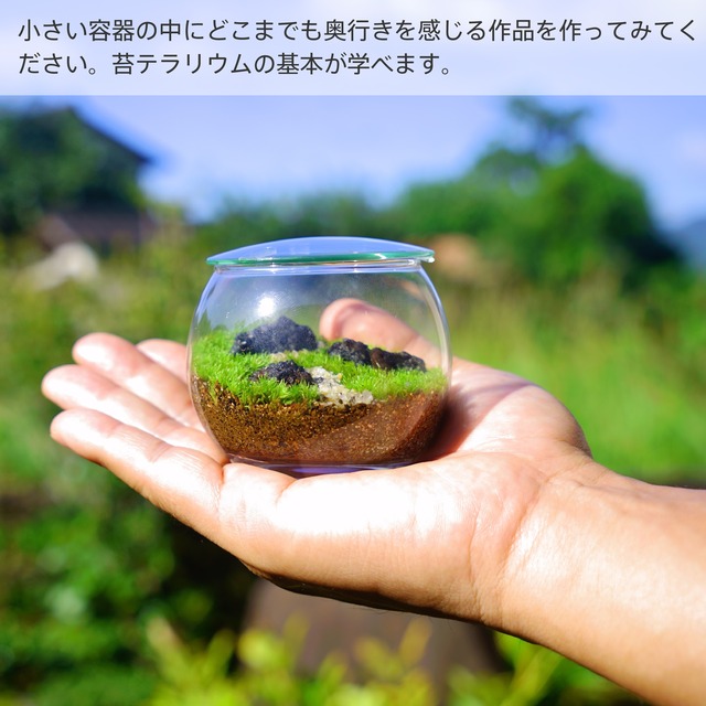 苔テラリウム制作キット 小さなボールの森 苔栽培とネット販売の西予苔園 せいよこけえん のオンラインショップ