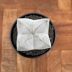 Astrophytum 【アストロフィツム・恩塚四角ランポー玉】