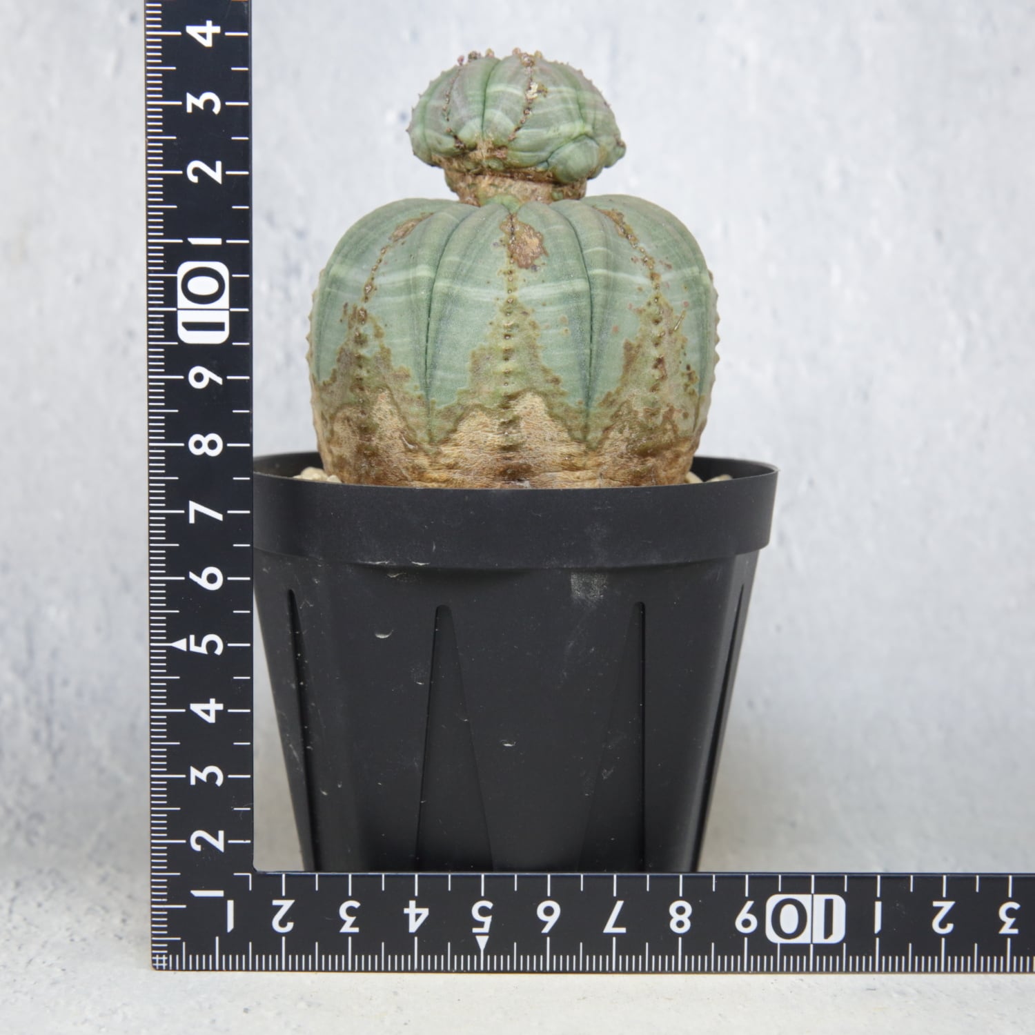 厳選株】成長点潰れ だるま まん丸 オベサ / 木質化 ユーフォルビア