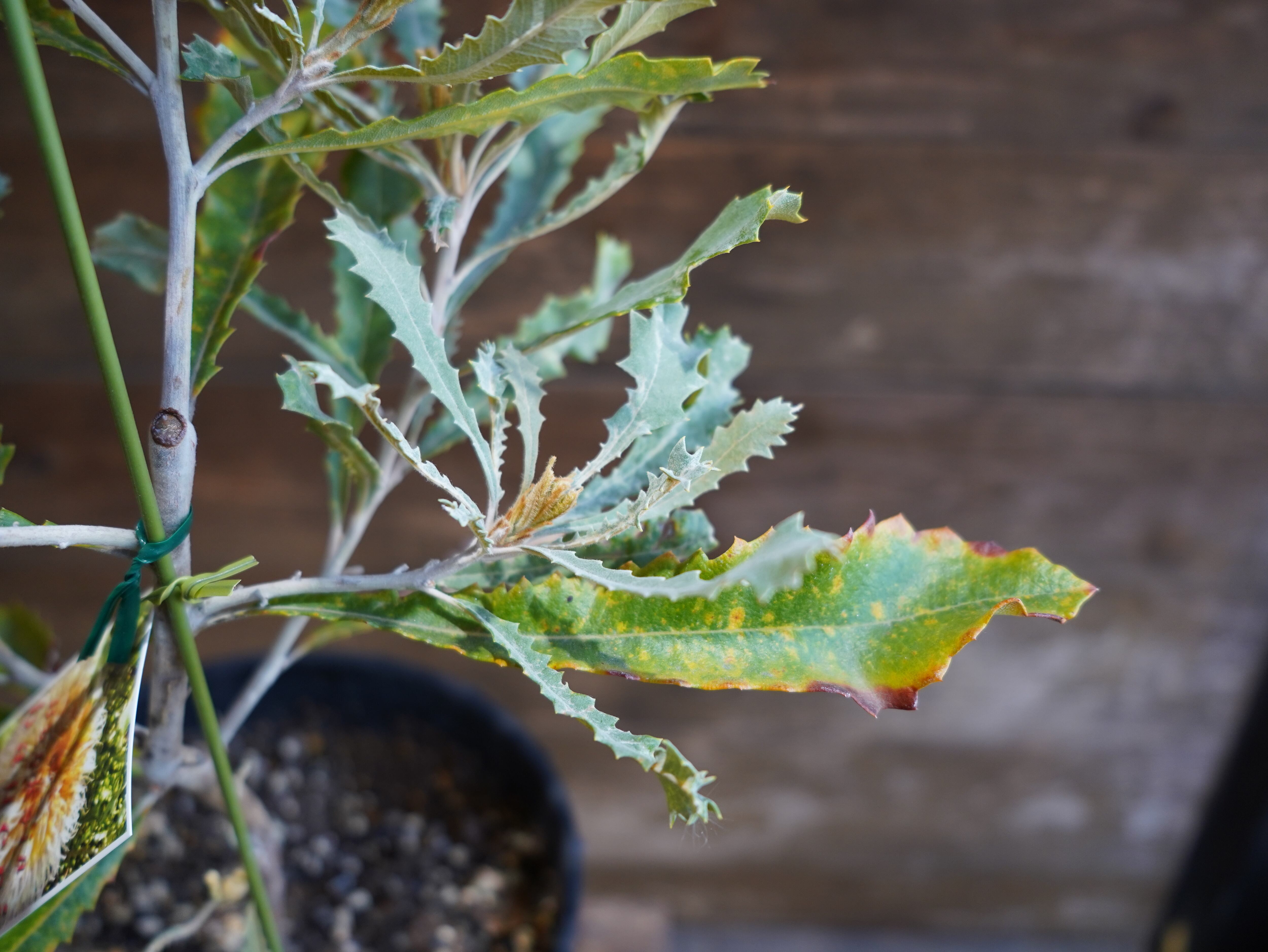 【現物】バンクシア　”バウエリ”　A