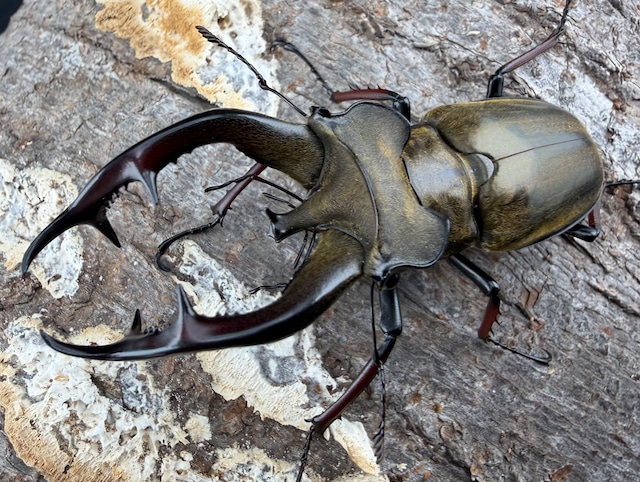 【WF1】《チェンミヤマクワガタ シガツェ産 70mm ペア》 【WF1】《チェンミヤマクワガタ シガツェ産 70mm ペア》